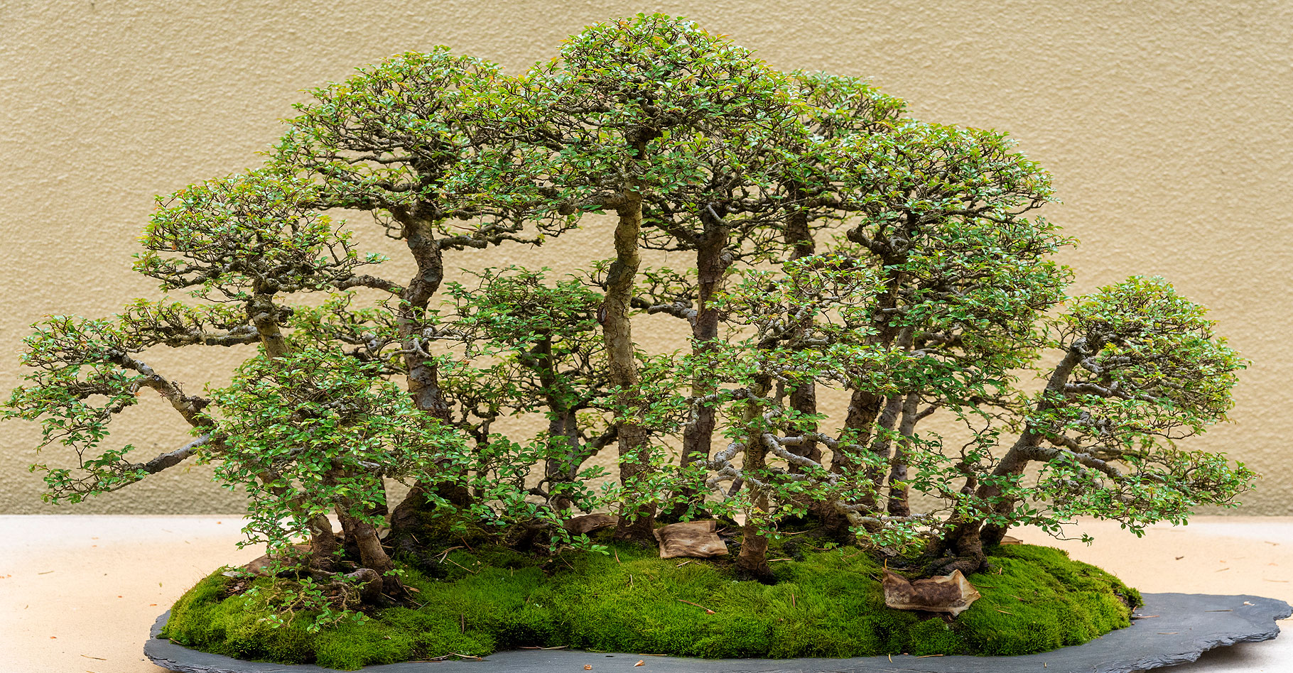 L'effeuillage du bonsaï à feuilles caduques
