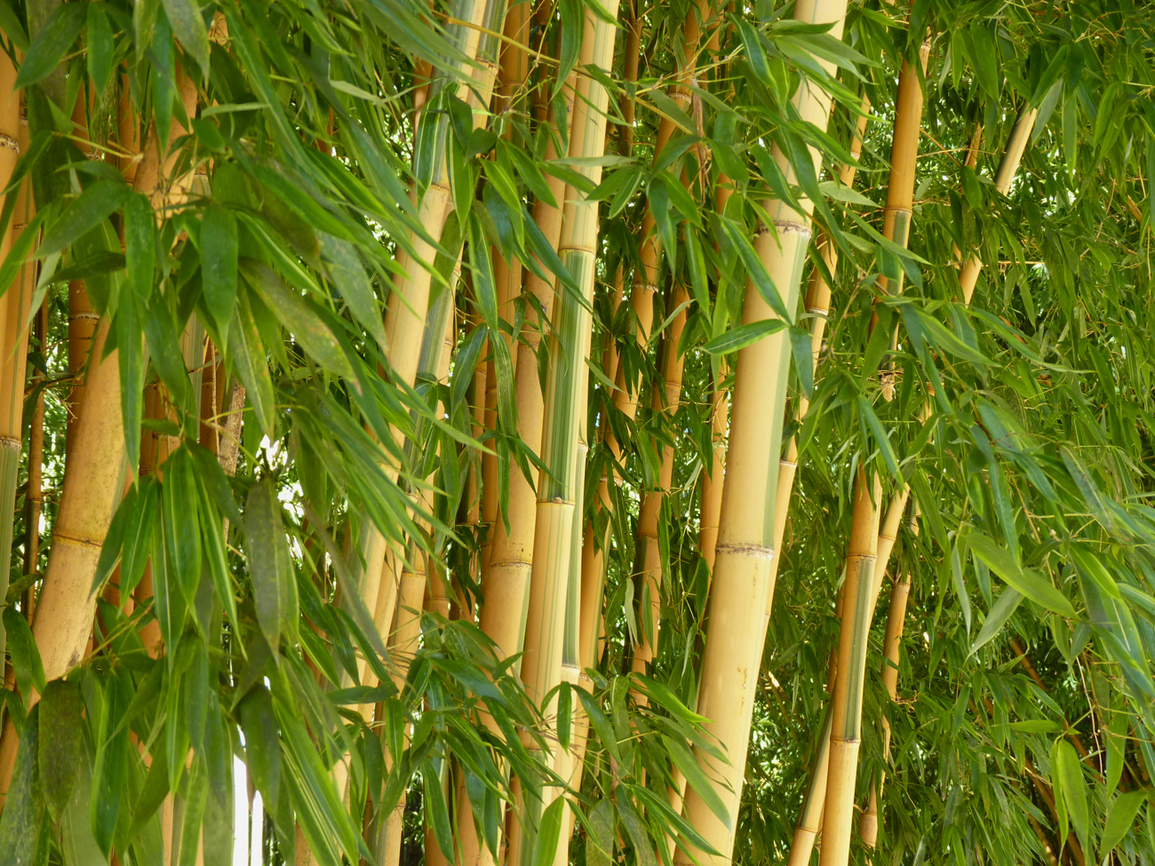 Le chaume de bambou, une tige légère et résistante