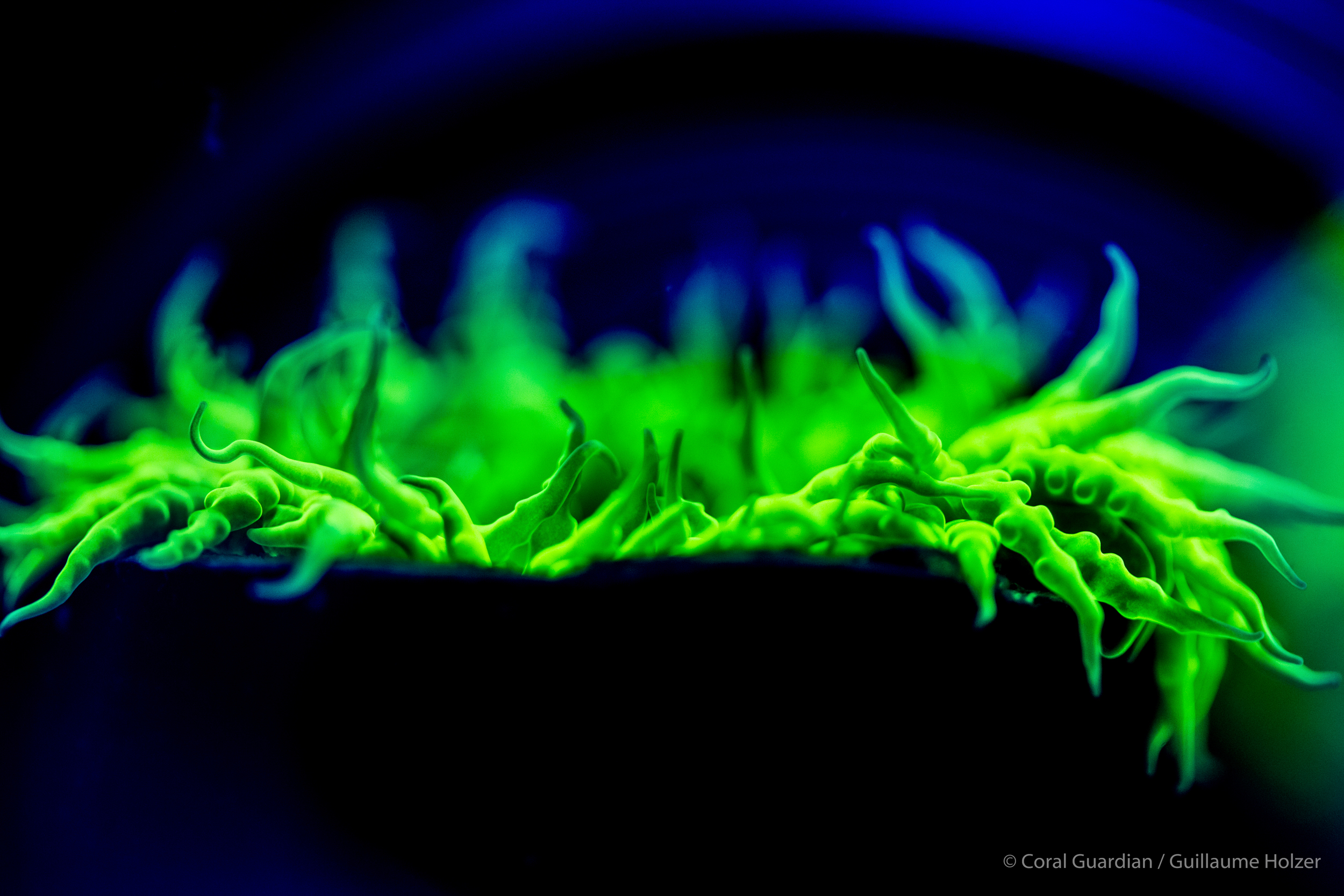 L'incroyable fluorescence des coraux