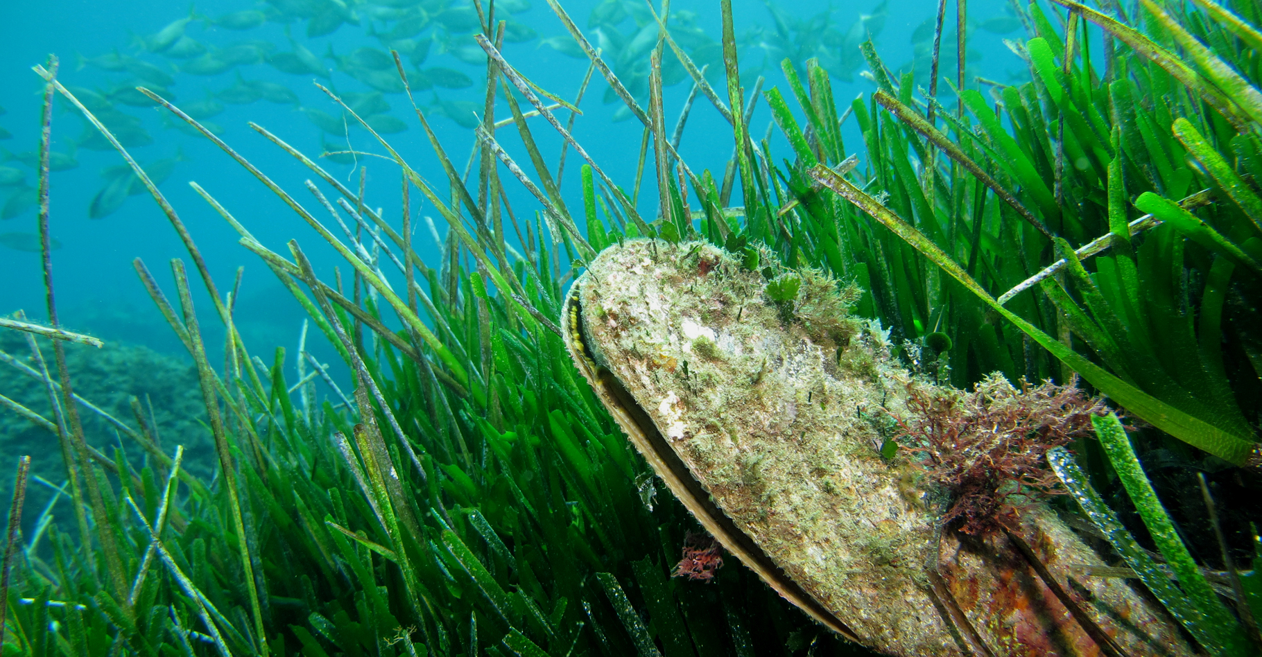 Plante à fleurs aquatique, la posidonie crée depuis 100 millions d'années un écosystème très particulier en Méditerranée. © DR