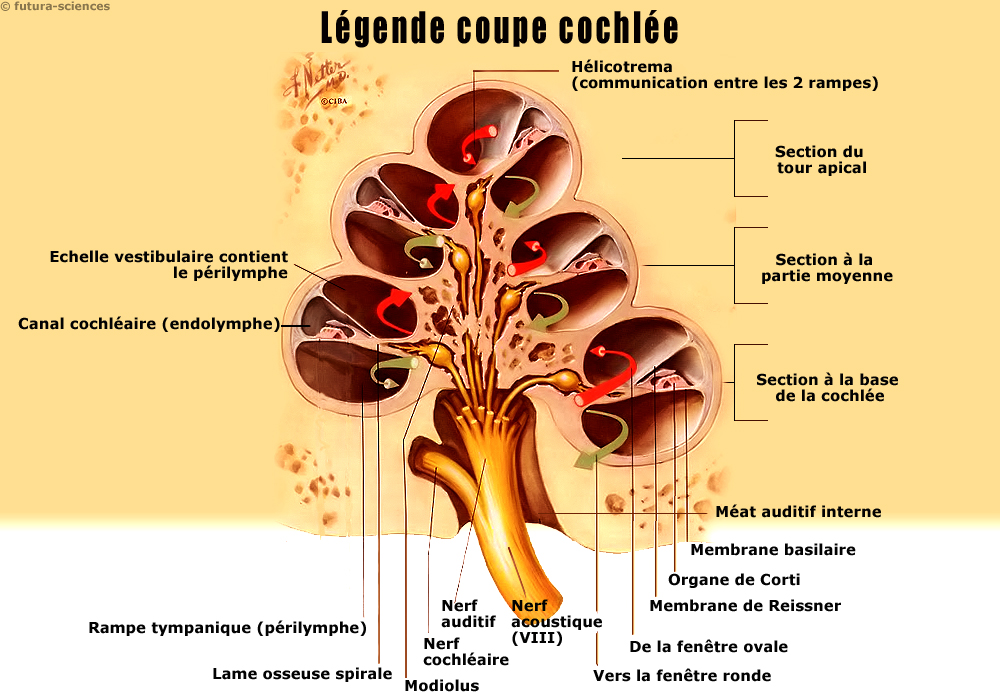 L oreille Interne Anatomie Et Physiologie Dossier L oreille Interne Anatomie Et Physiologie Dossier