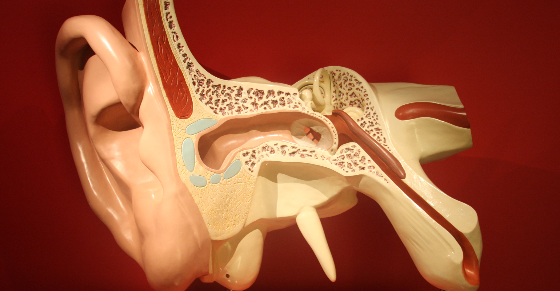 Anatomie d'une oreille humaine. © Bjoertvedt - CC BY-NC 3.0