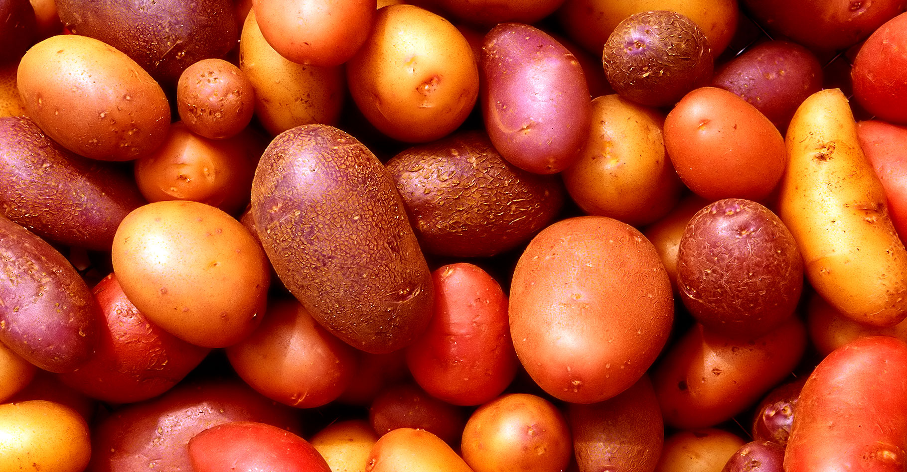 La valeur nutritive de la pomme de terre : vitamines, fibres et apport calorique