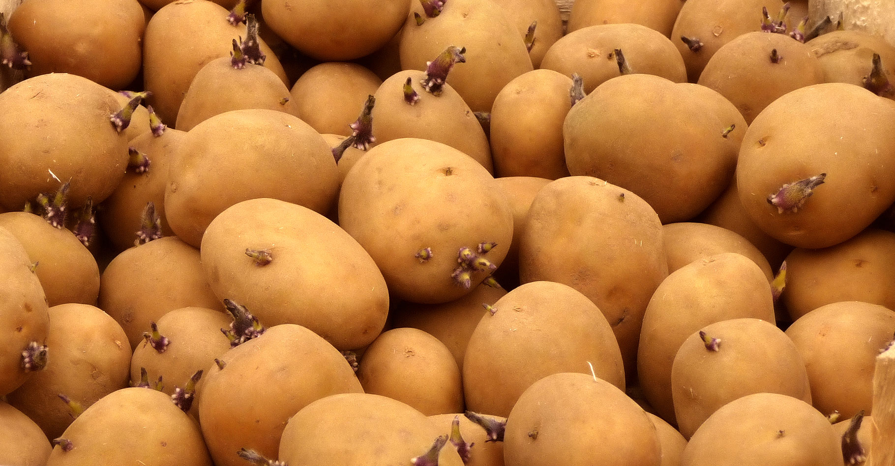 Pommes de terre : acheter des plants germés ou non germés ?