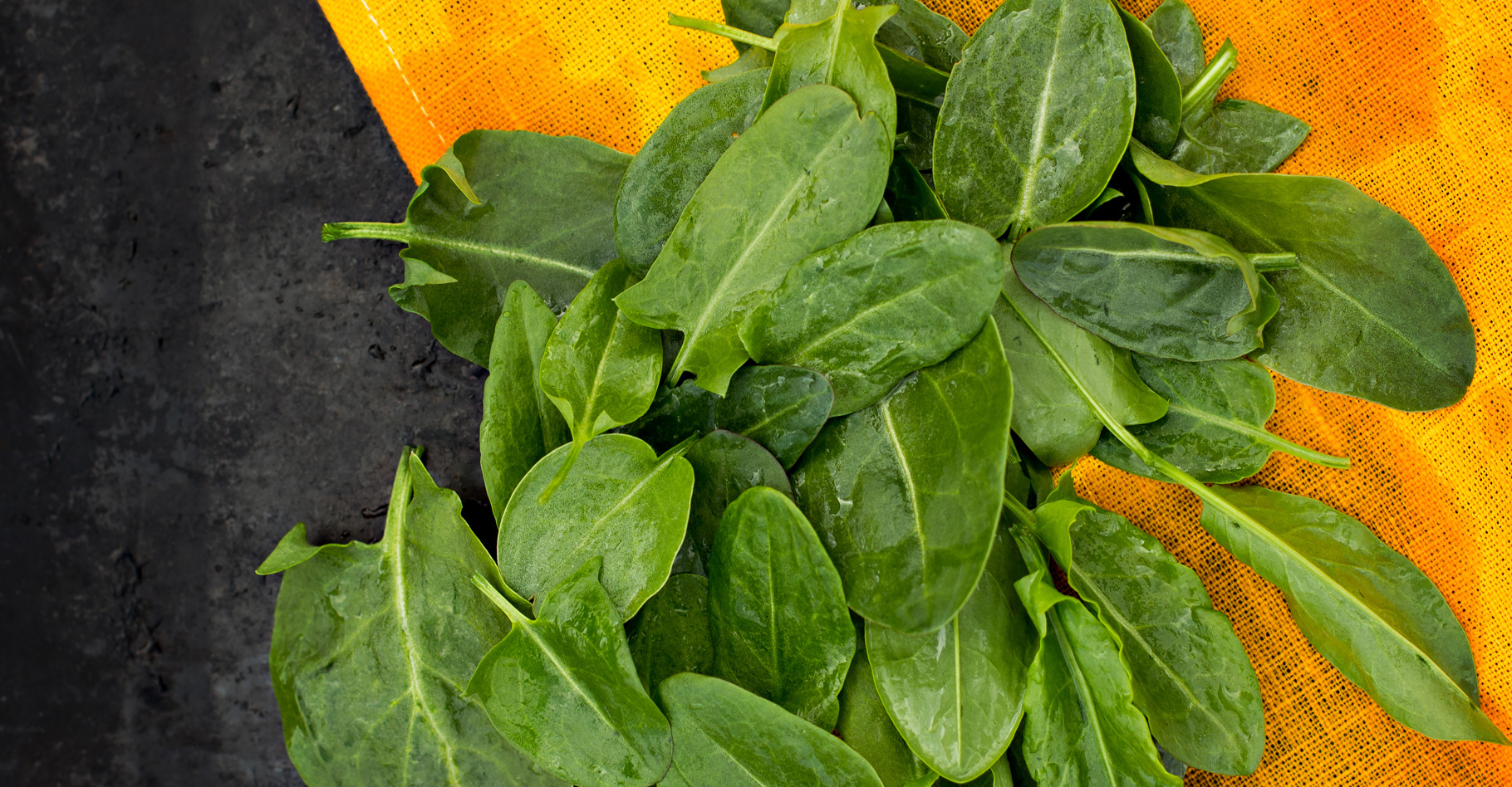 L'oseille, une salade sauvage : culture et bienfaits de la plante