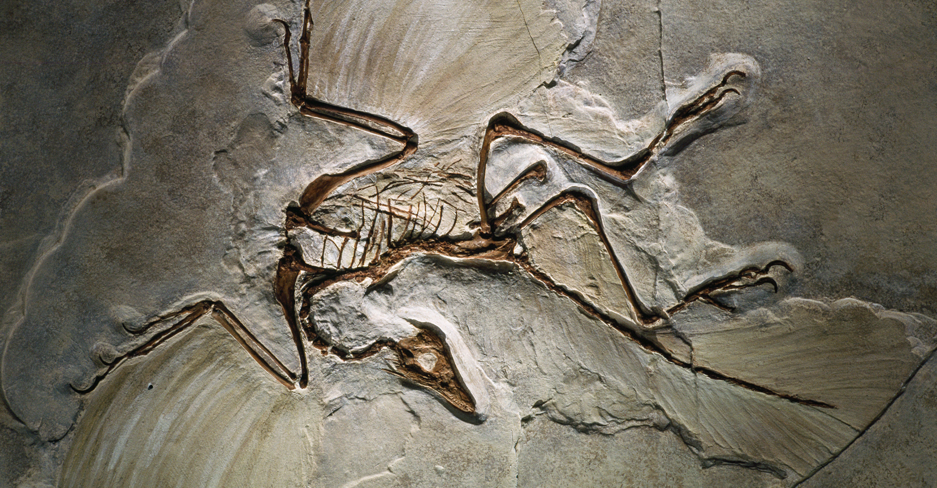 Archéoptéryx, mi-dinosaure mi-oiseau... © James L. Amos,&nbsp;Domaine public