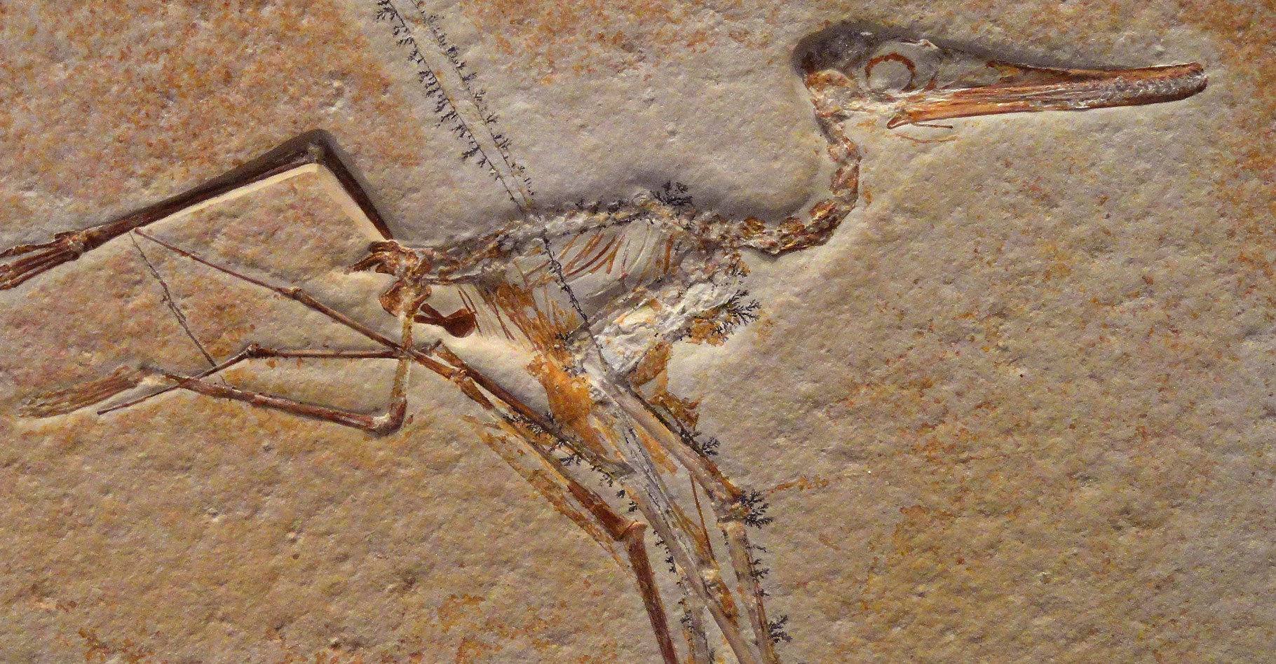 Spécimen de fossile d'un jeune C. elegans. © Daderot - CC0 1.0 Universal 