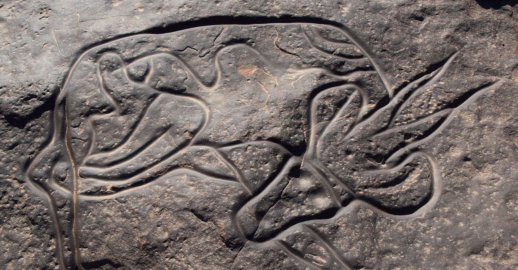 Gravure rupestre d'une gazelle couchée à Tin Taghirt sur le Tassili n’Ajjer, Algérie. © Linus Wolf - Domaine public