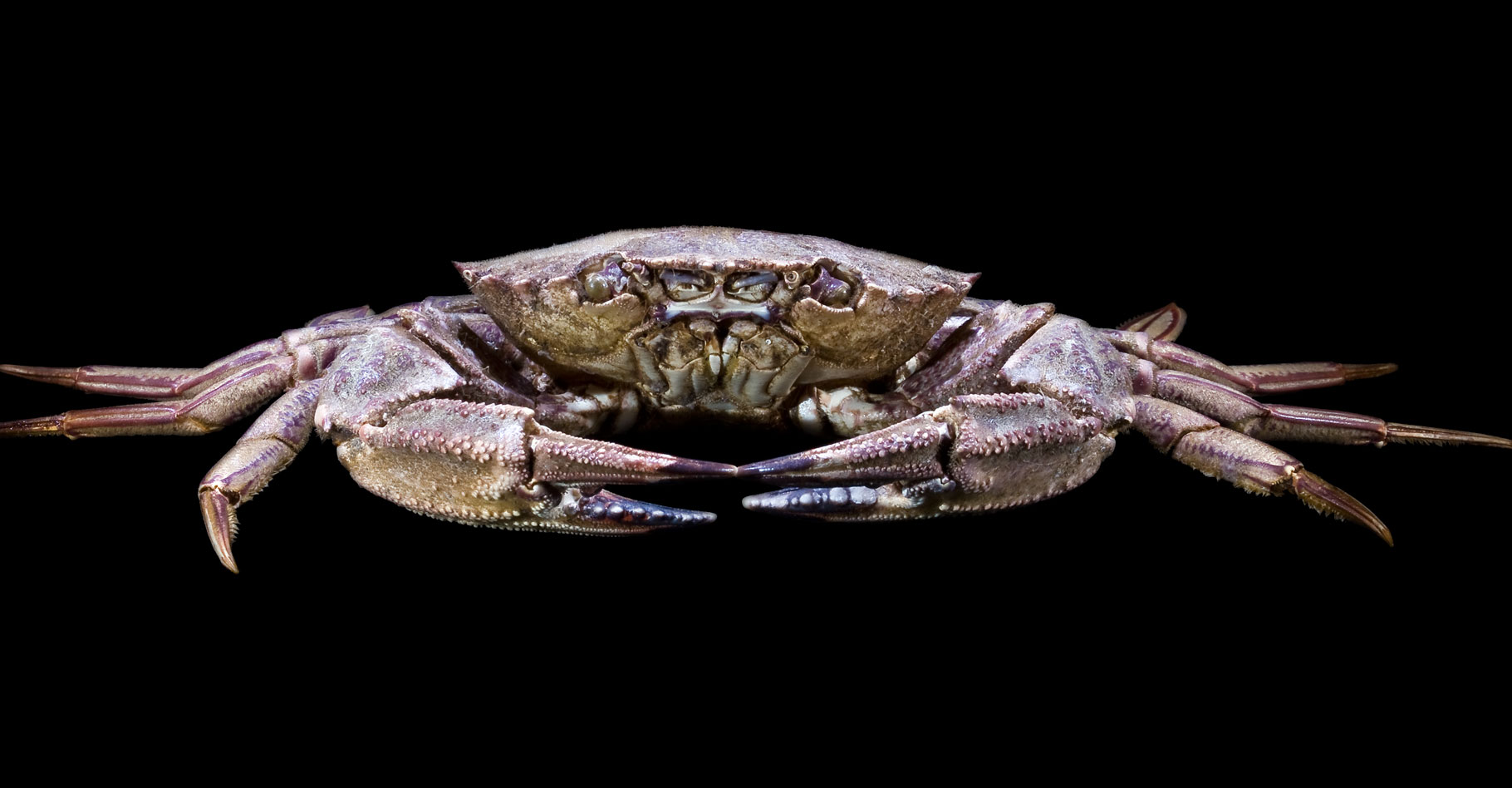 Les fascinants crabes : tout savoir sur le crabe