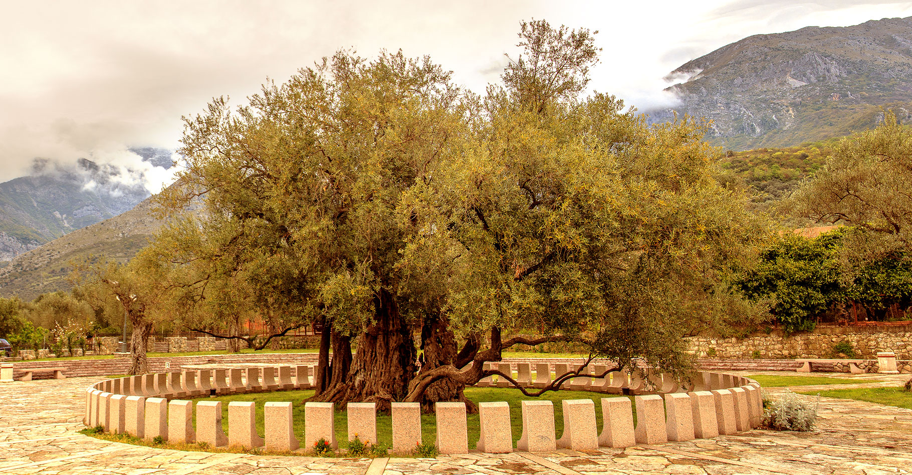 L'olivier : taille et entretien