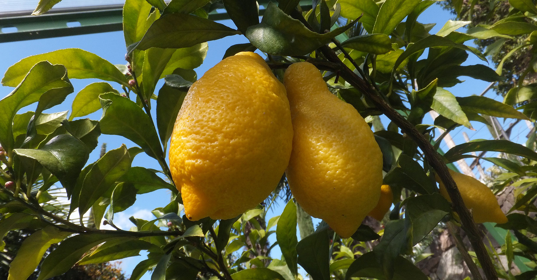 Entretien du citronnier : faut-il le tailler ?