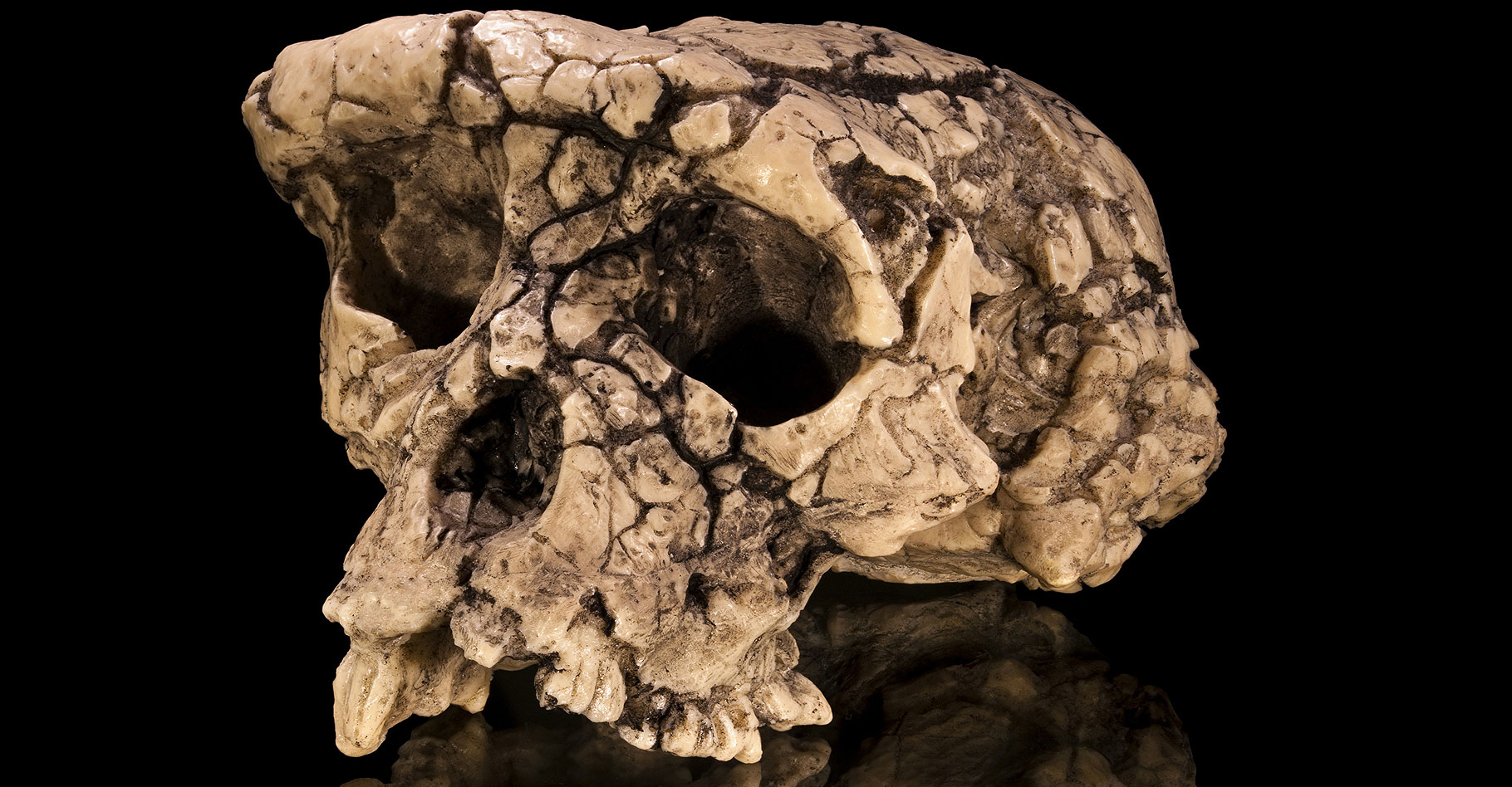 Moulage du crâne holotype de Sahelanthropus tchadensis, surnommé Toumaï, en vue facio-latérale. © Didier Descouens, CC BY-SA 4.0