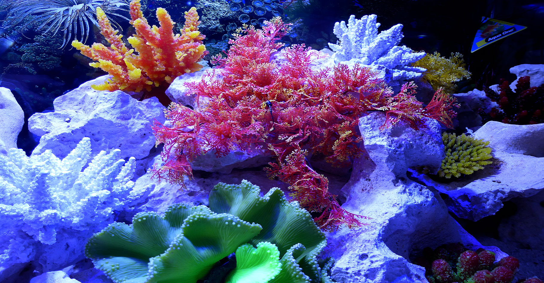 L'état des récifs coralliens