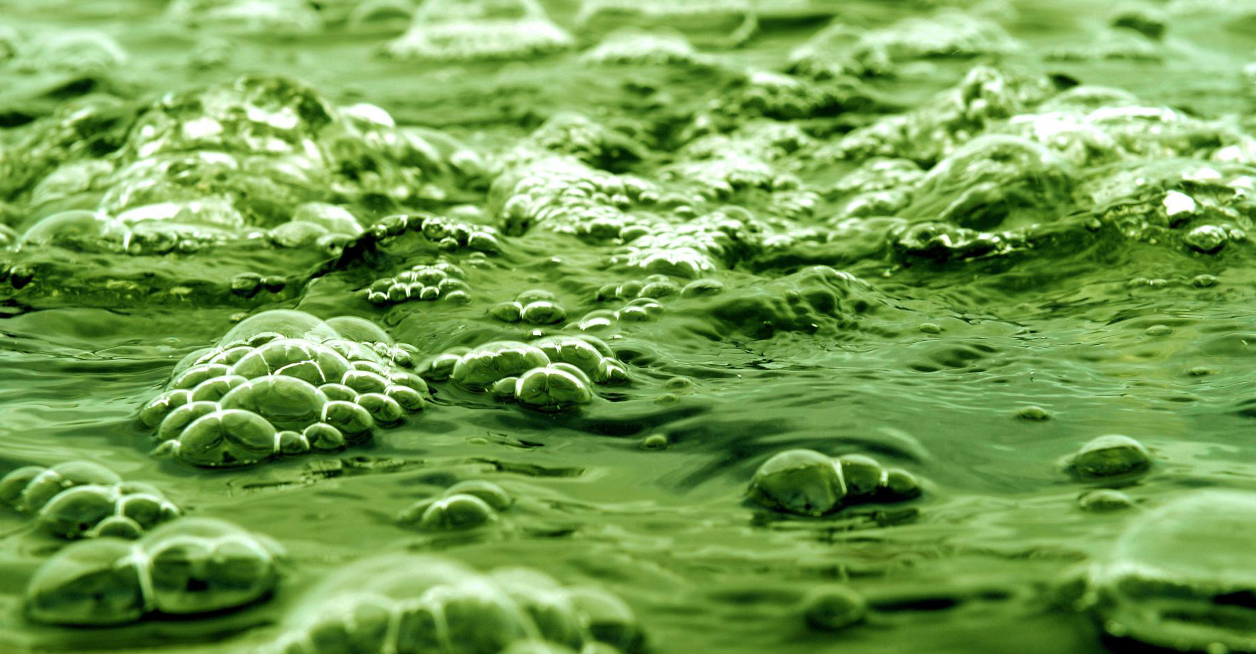 Les marées vertes et le nitrate. © Domaine public