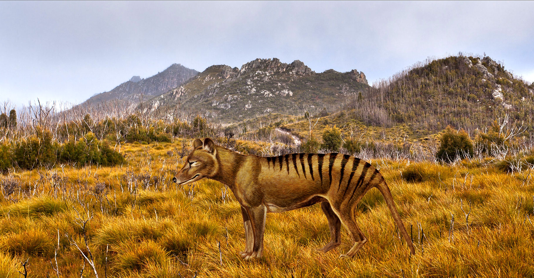 Le tigre de Tasmanie.&nbsp;© Bill Higham CC BY-NC 2.0 - FS domaine public