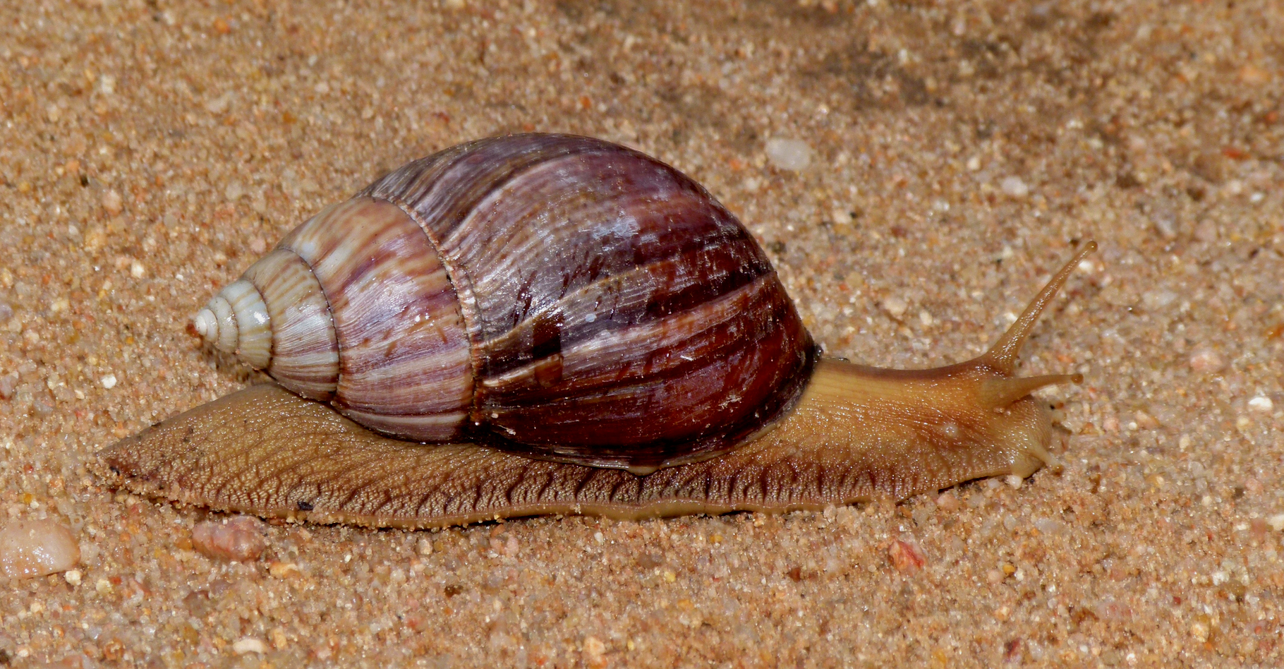 L'achatine est un mollusque gastéropode tropical. © Bernard Dupont - CC BY-SA 2.0