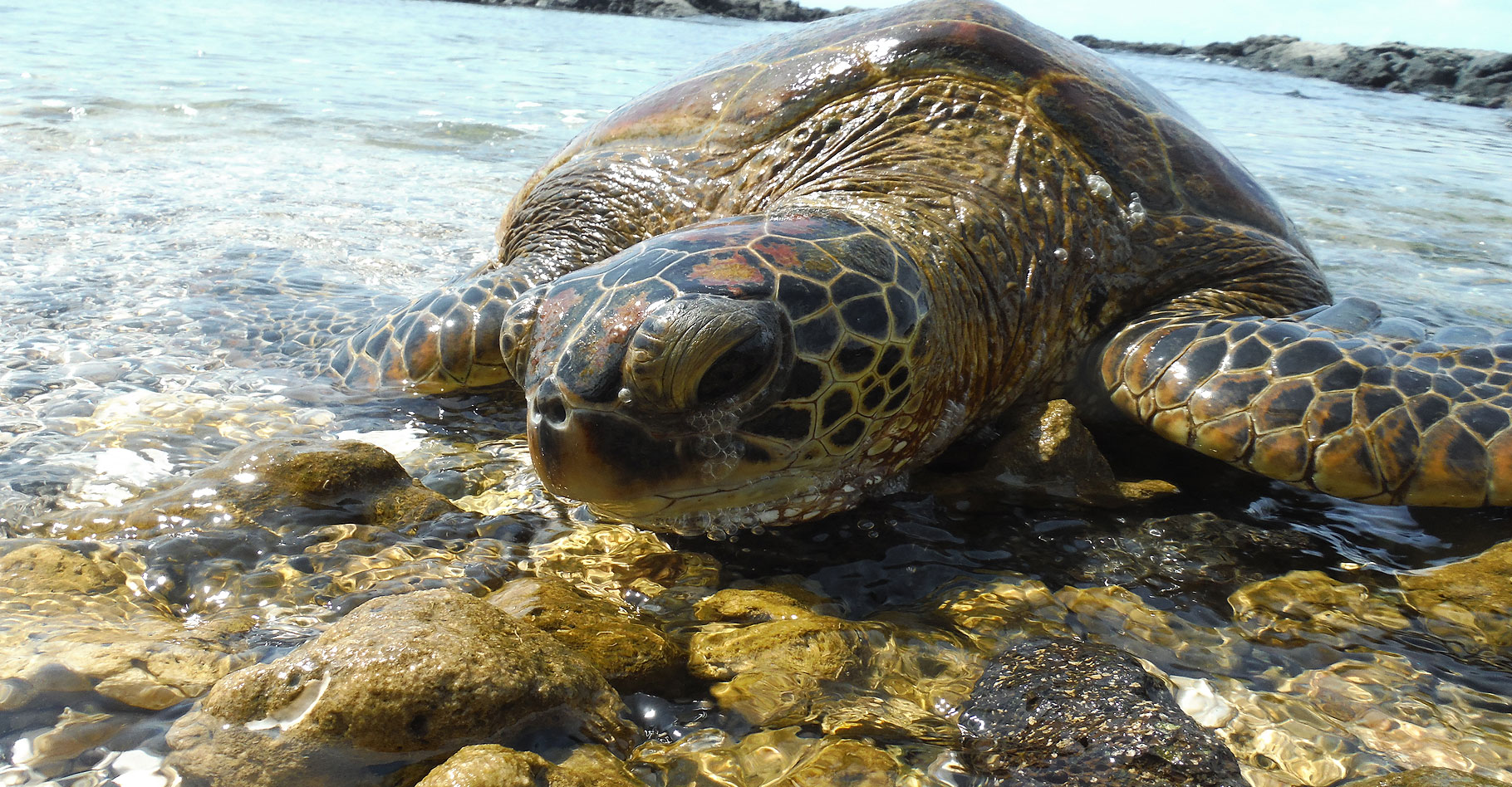 Mieux connaître et protéger les tortues vertes. © Jen R. - CC BY-NC 2.0