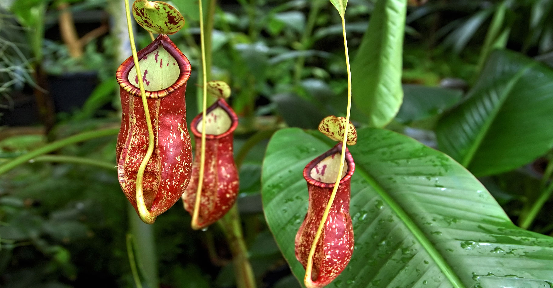 Nepenthes coccinea. © Eric Hunt, CC by-nc 2.0 