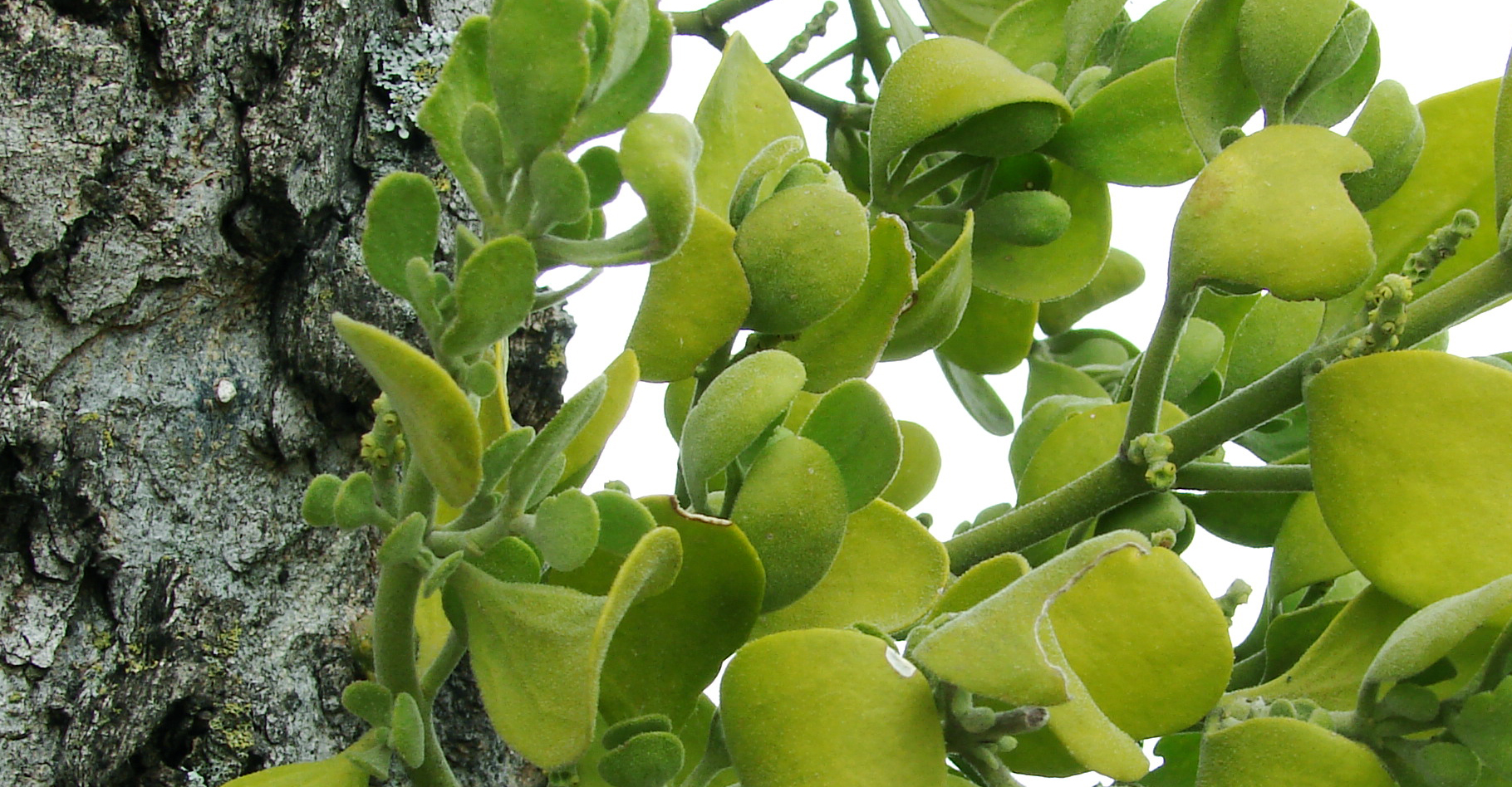 Le gui (Phoradendron leucarpum) un parasite des arbres. © David R. Tribble - CC BY-NC 3.0