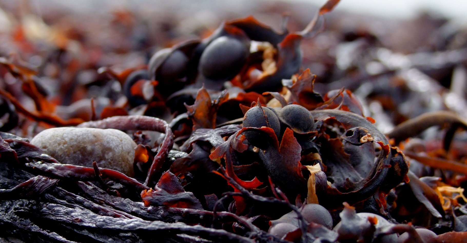 Algues rouges. © Vincent, Wikimedia Commons, CC by-nc 2.0