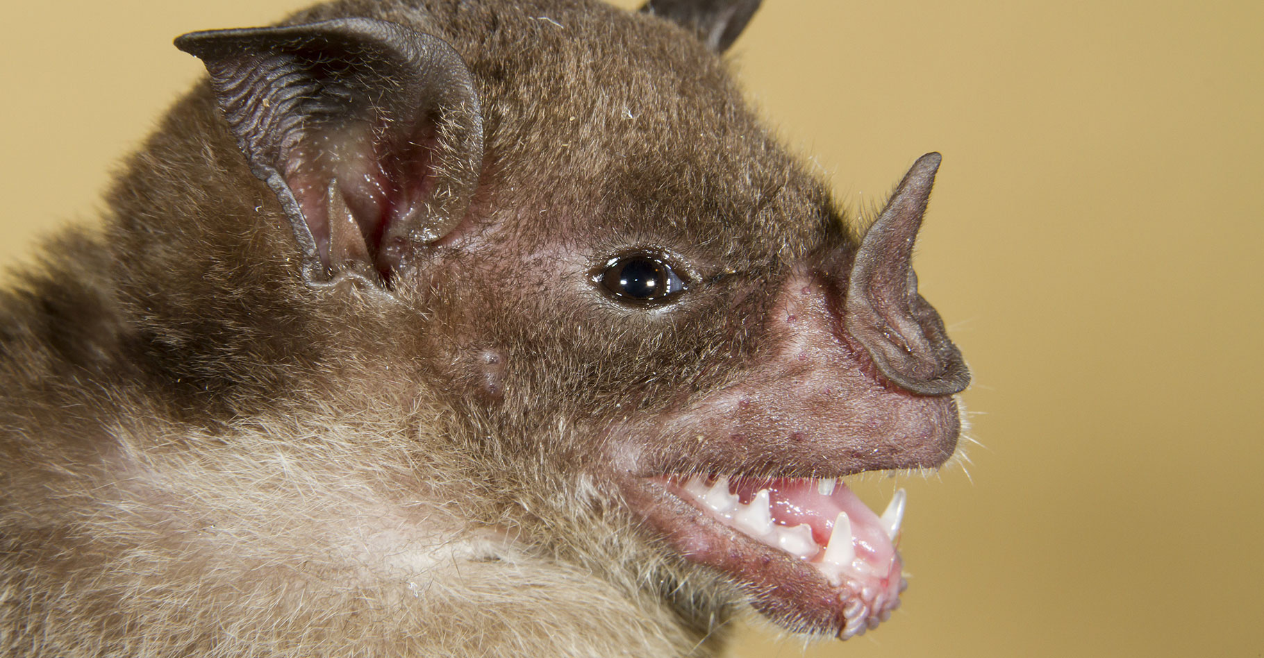 Chauve souris La D couverte D un Animal Fabuleux Dossier