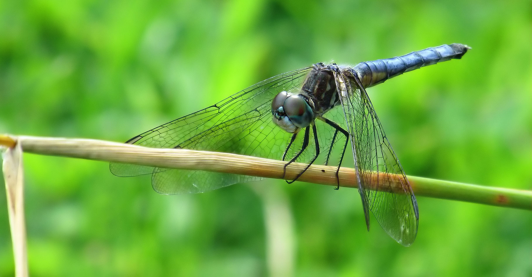 Libellules sont des insectes magnifiques.&nbsp;© ShortSword - Domaine public