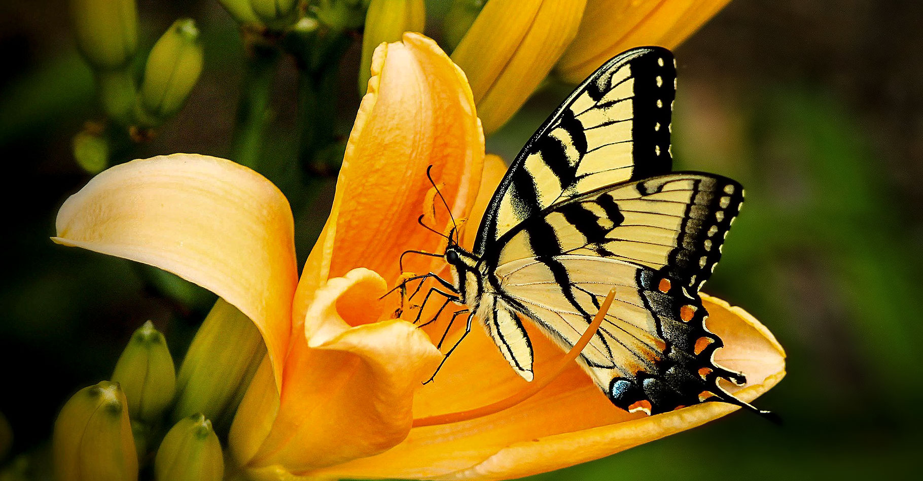 Papillon machaon. © JamesDeMers - Domaine public