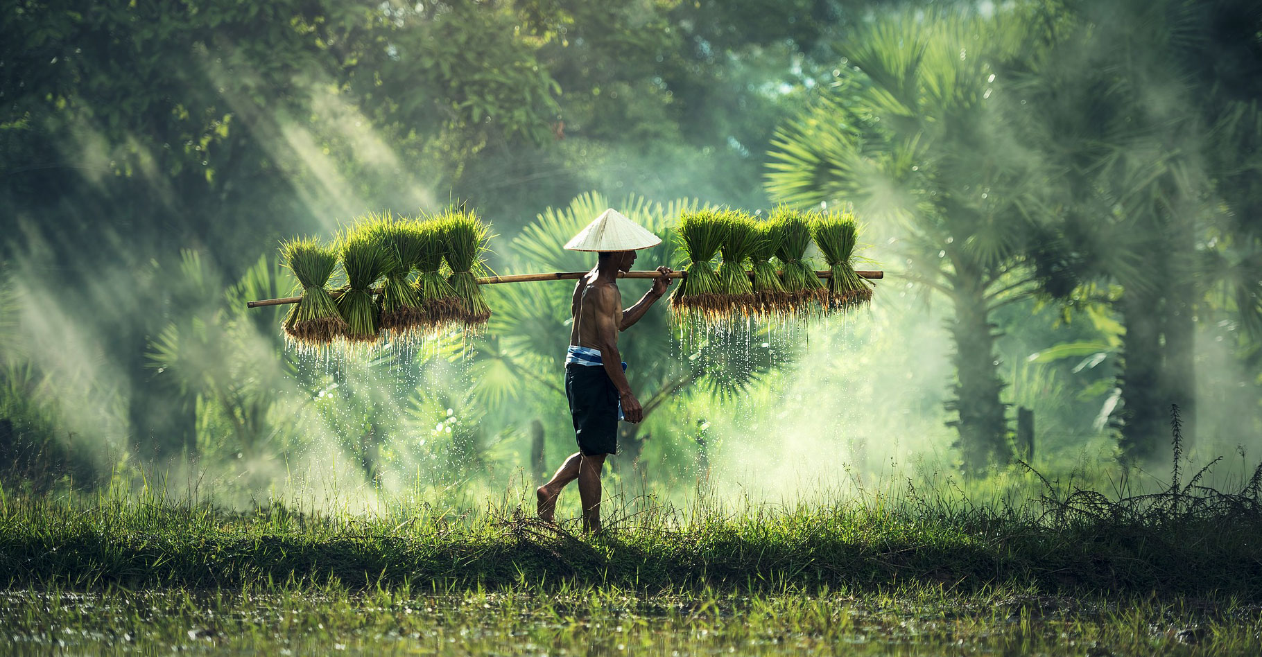 Le riz est une plante fascinante. Ici, photo illustrant la culture du riz au Cambodge. © Sasint, Pixabay, DP