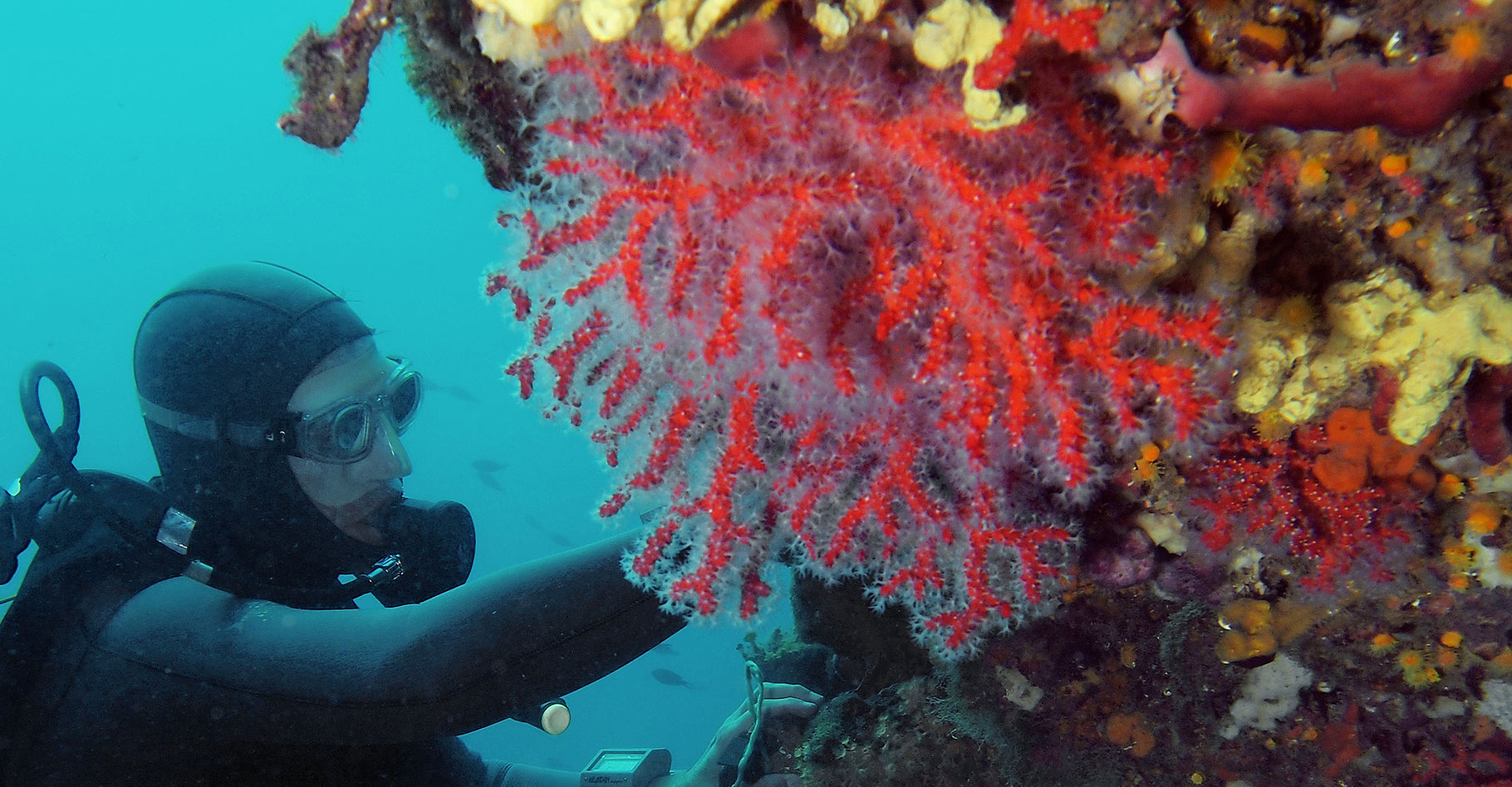 Chaque vague de chaleur provoque une mortalité de masse chez les coraux de Méditerranée. 