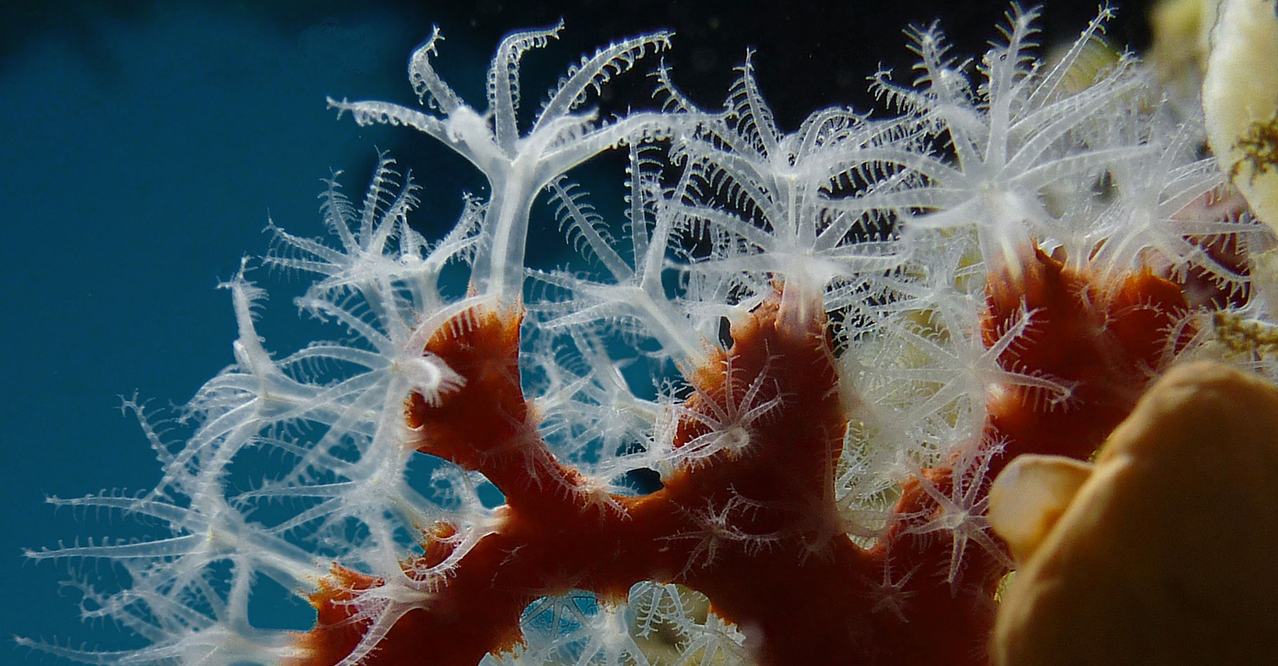 Polypes de corail capturés à Cassis. © Jean-Georges Harmelin   