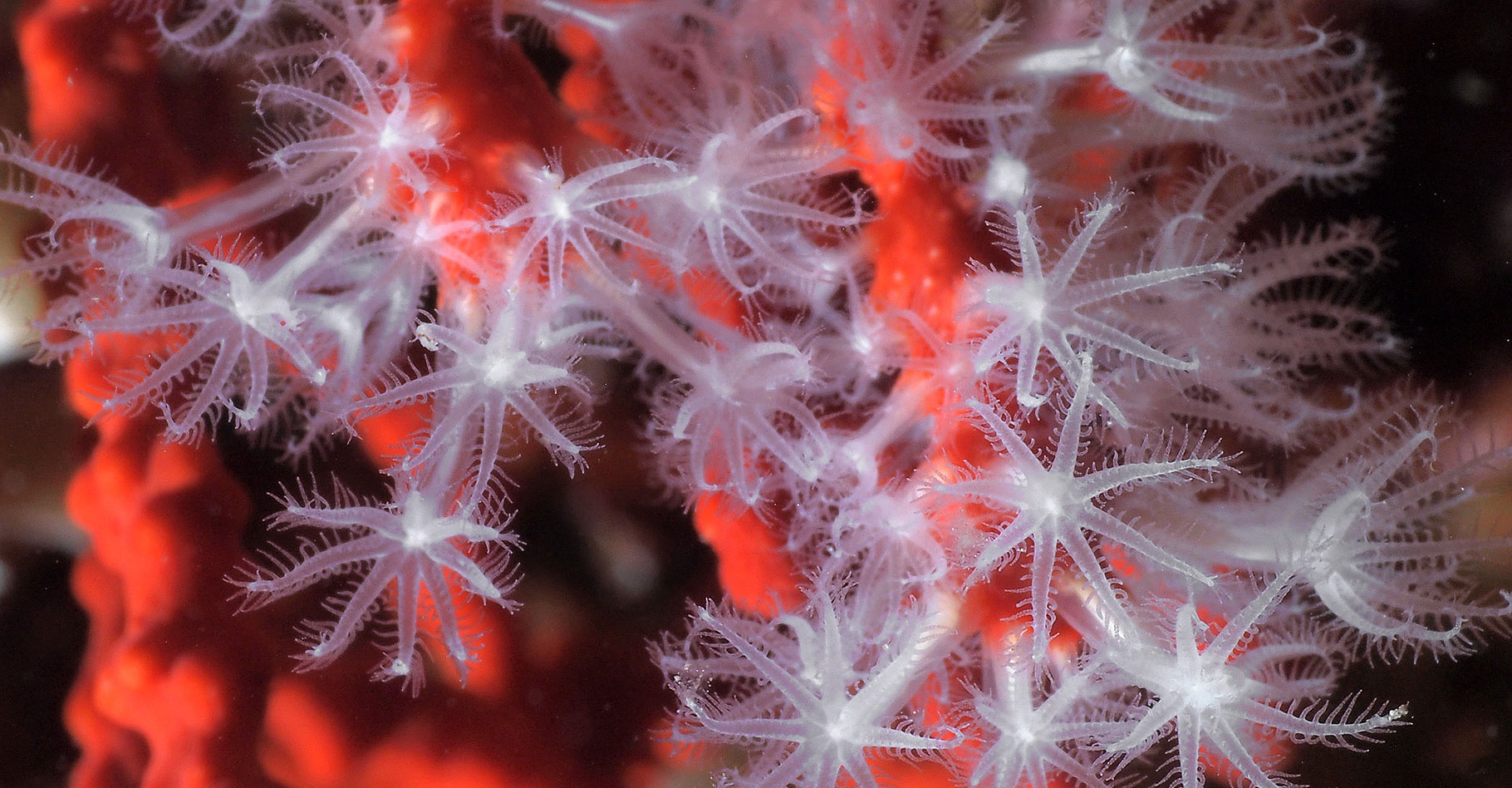 Le corail rouge : propriétés et reproduction