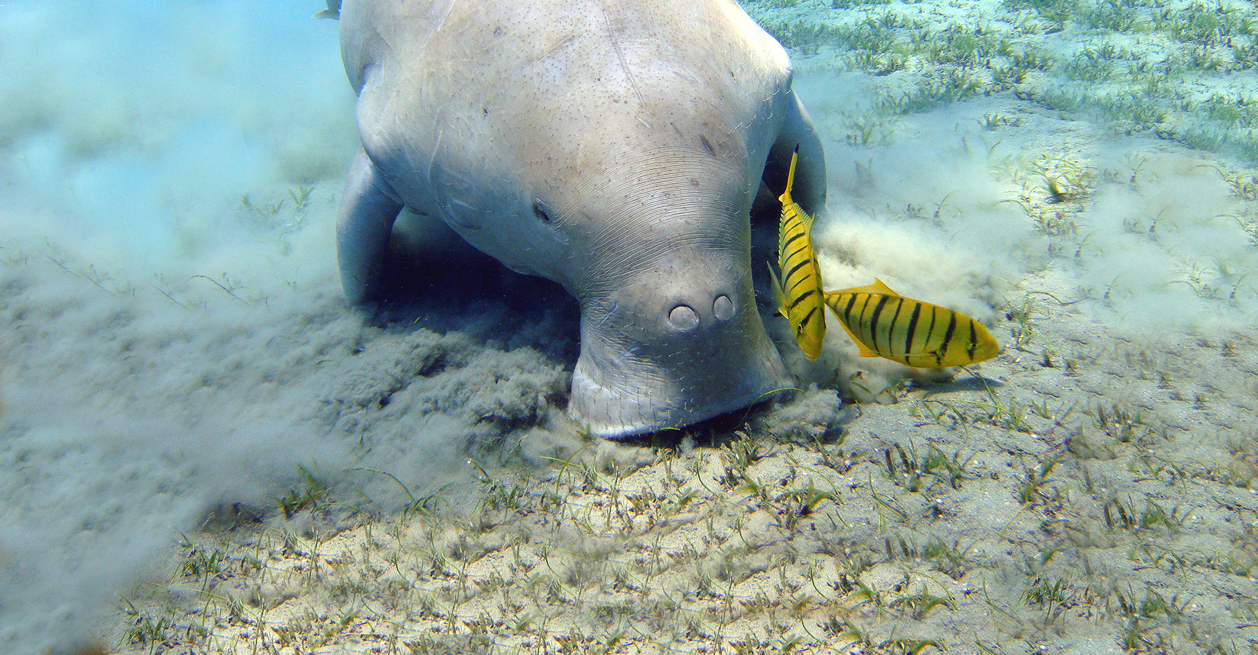 Un dugong à Marsa Alam (Égypte). © Julien Willen, Wikimedia commons, CC by-nc 2.0
