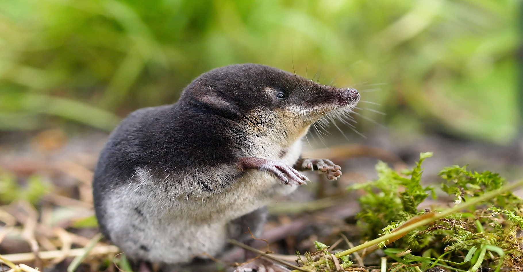 La Musaraigne D couverte D un Animal Utile Dossier