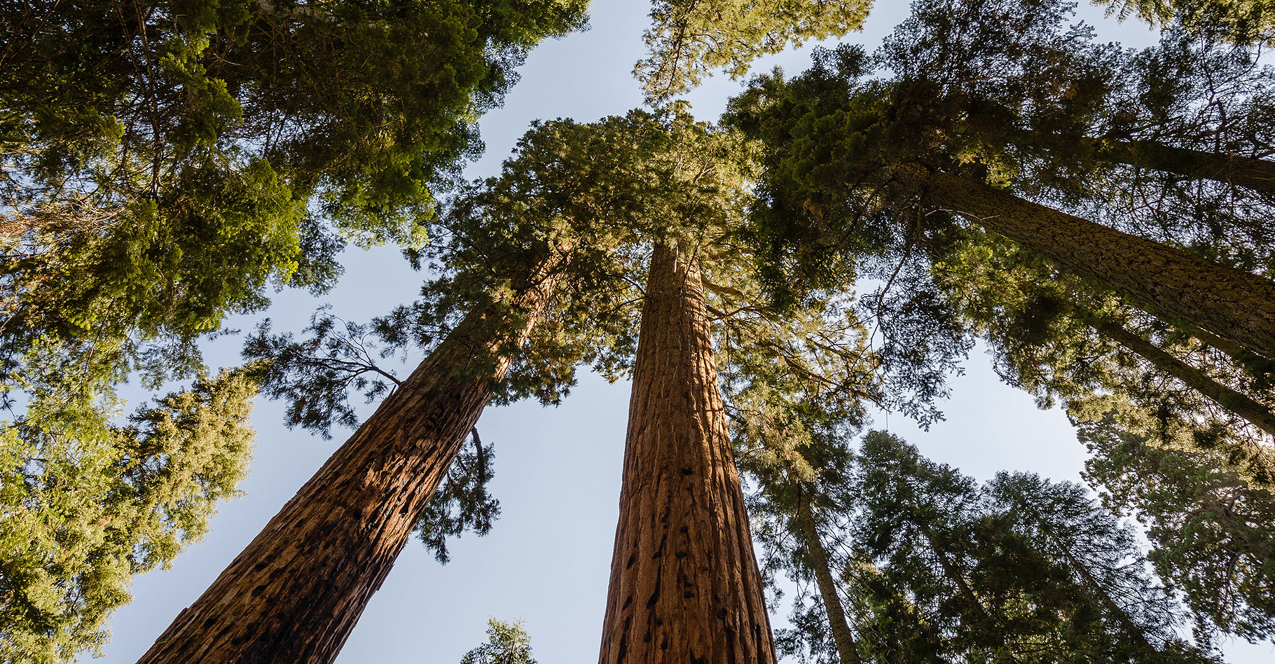 Star Wars : les arbres géants de Kashyyyk, la planète forêt