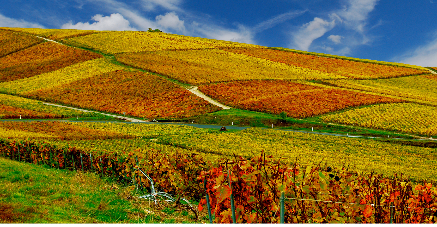 Vignobles de Champagne en automne. © Vincent Brassinne - CC BY-NC 2.0