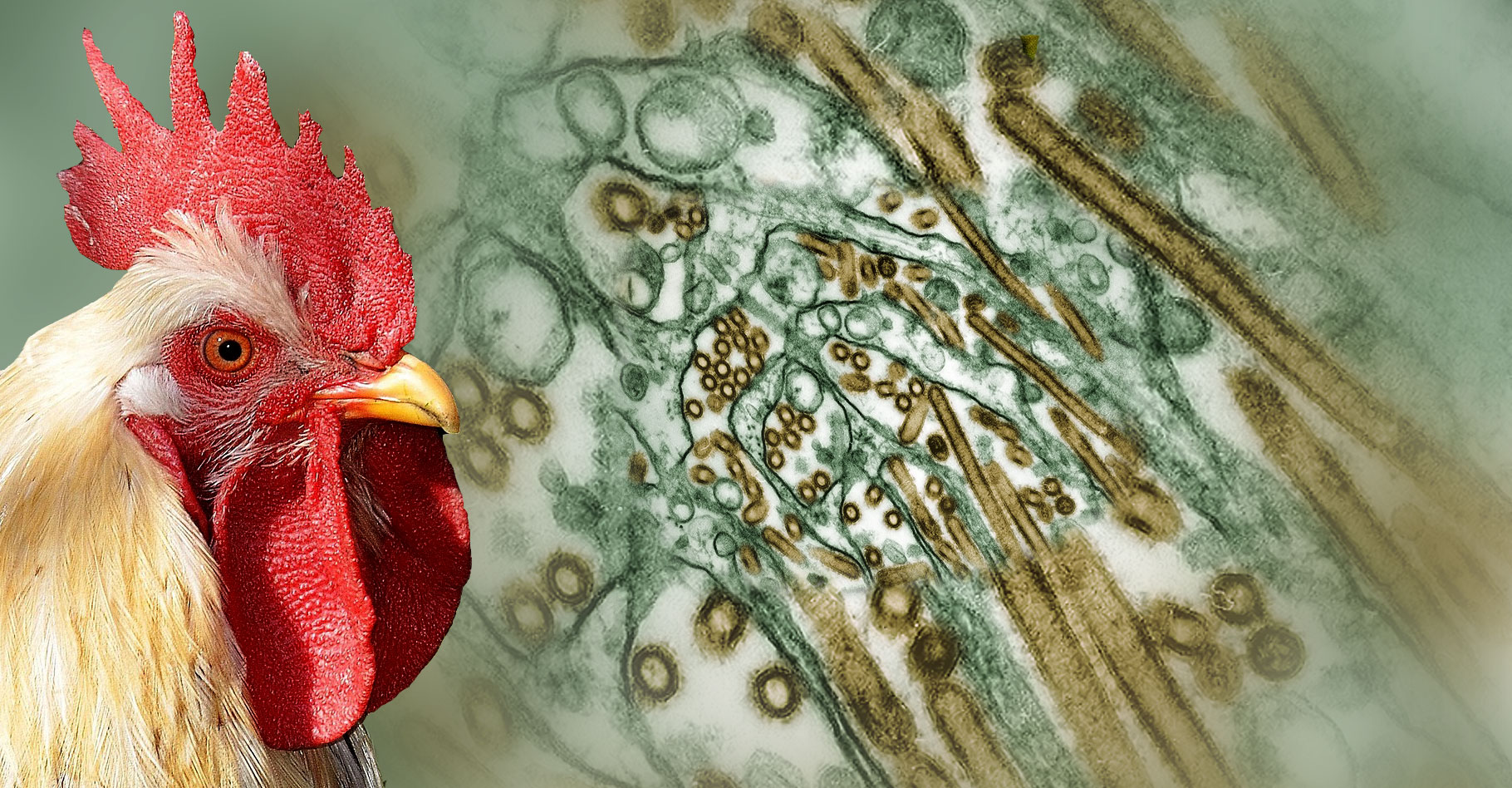 La grippe aviaire : transmission, virulence.&nbsp;© Cynthia Goldsmith -&nbsp;GLady - Domaine public