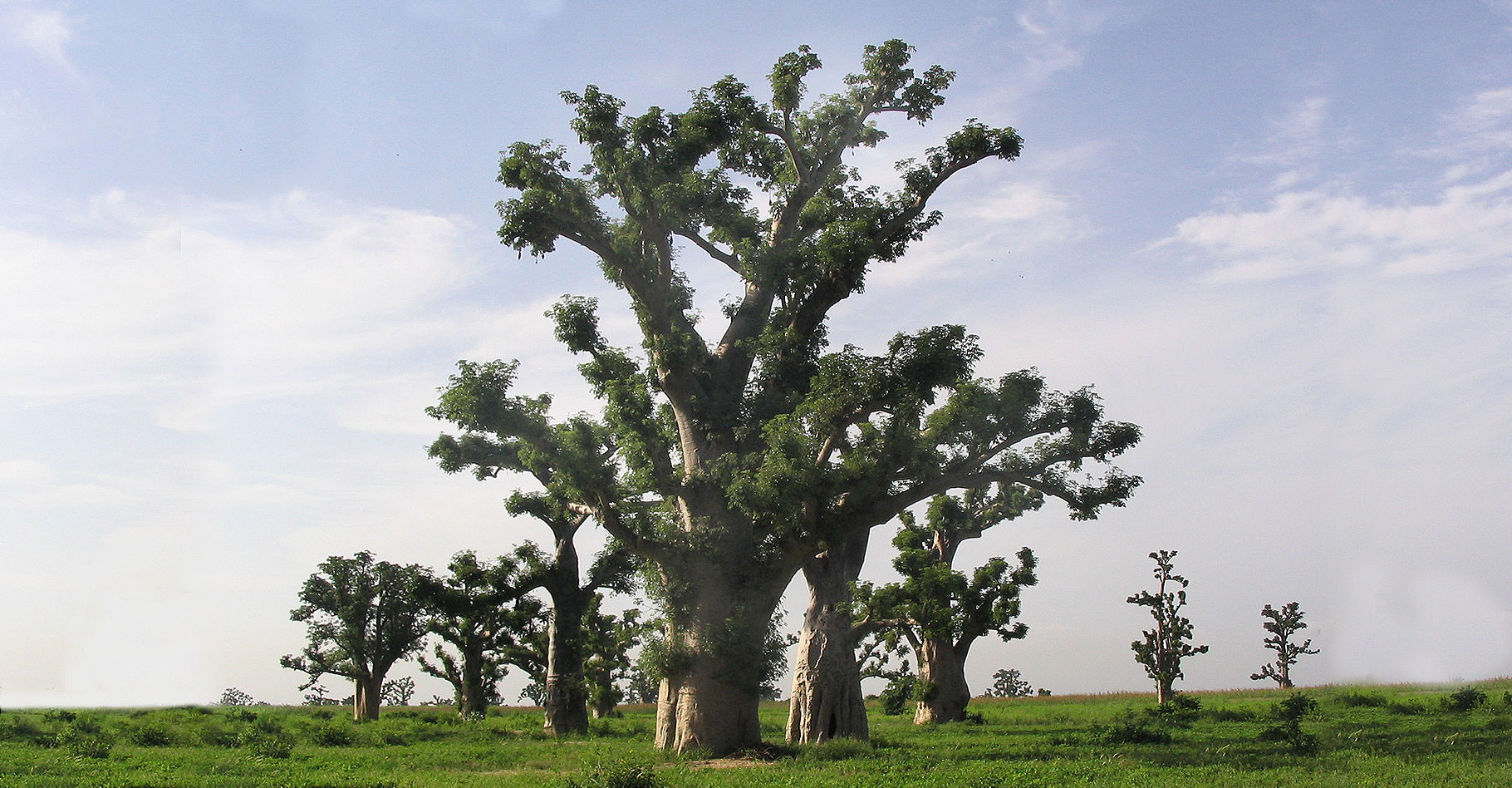 Les baobabs dans le monde et en France