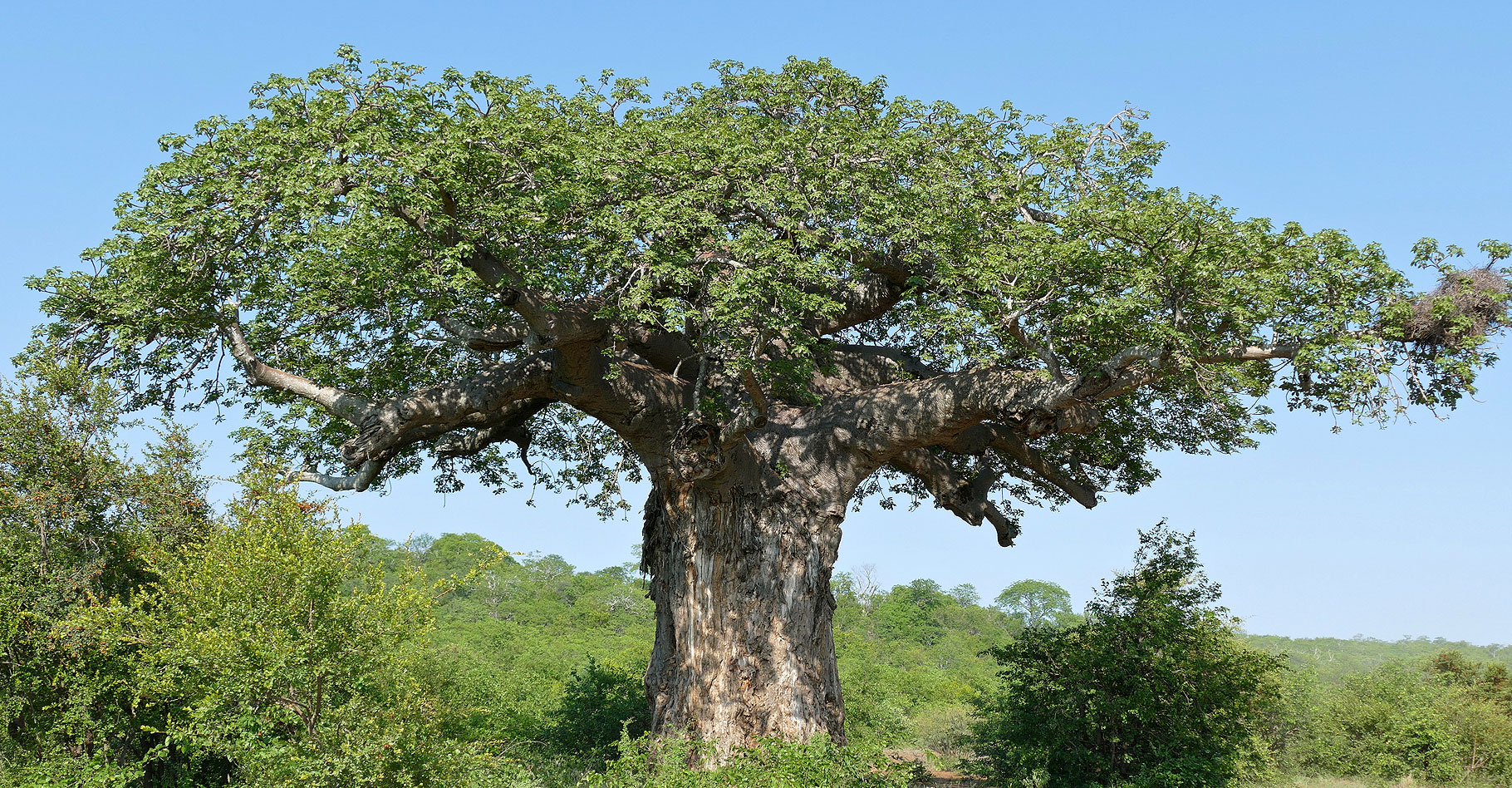 Un constat alarmant de la dégradation des forêts de baobab en Afrique de l'Ouest