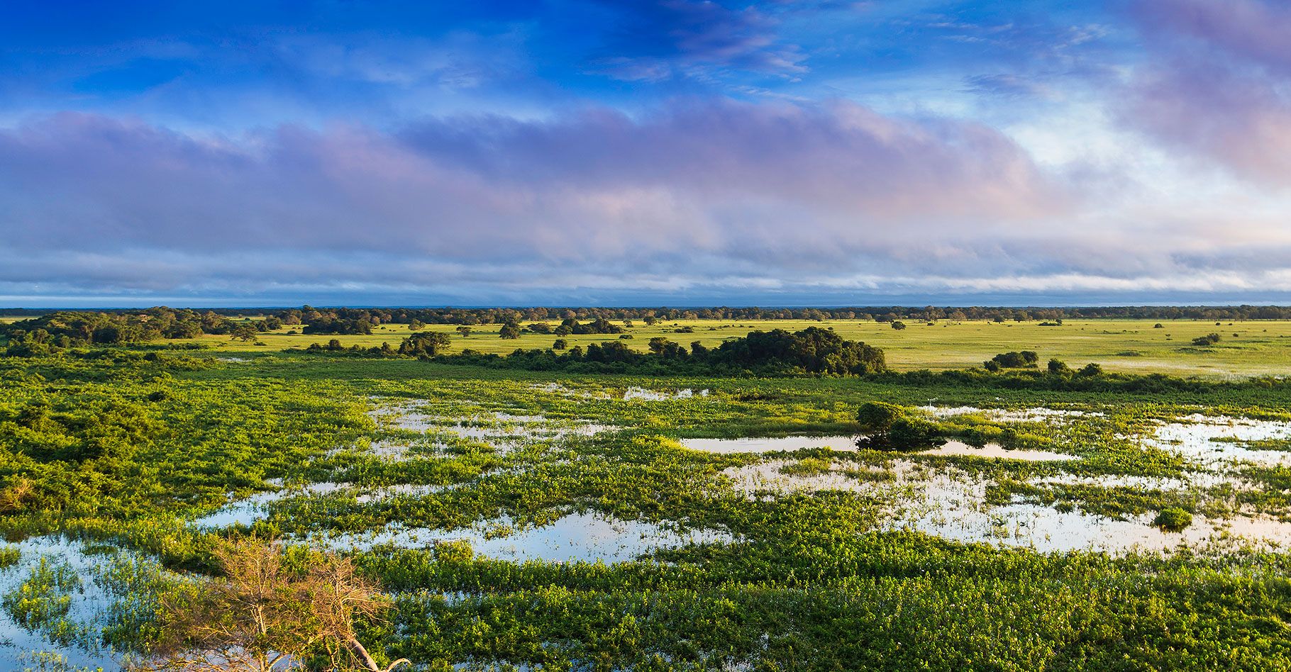 Le Pantanal est une écorégion terrestre d'Amérique du Sud.&nbsp;© Filipefrazao -&nbsp;CC BY-SA 3.0
