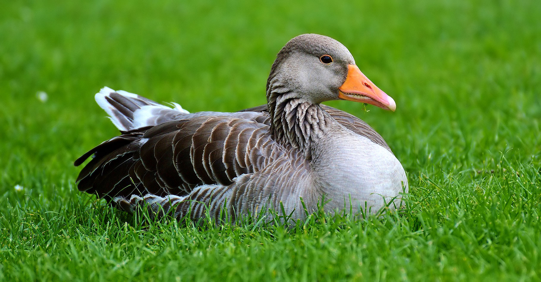 Tout savoir sur la grippe aviaire. © Alexas_Fotos - Domaine public 