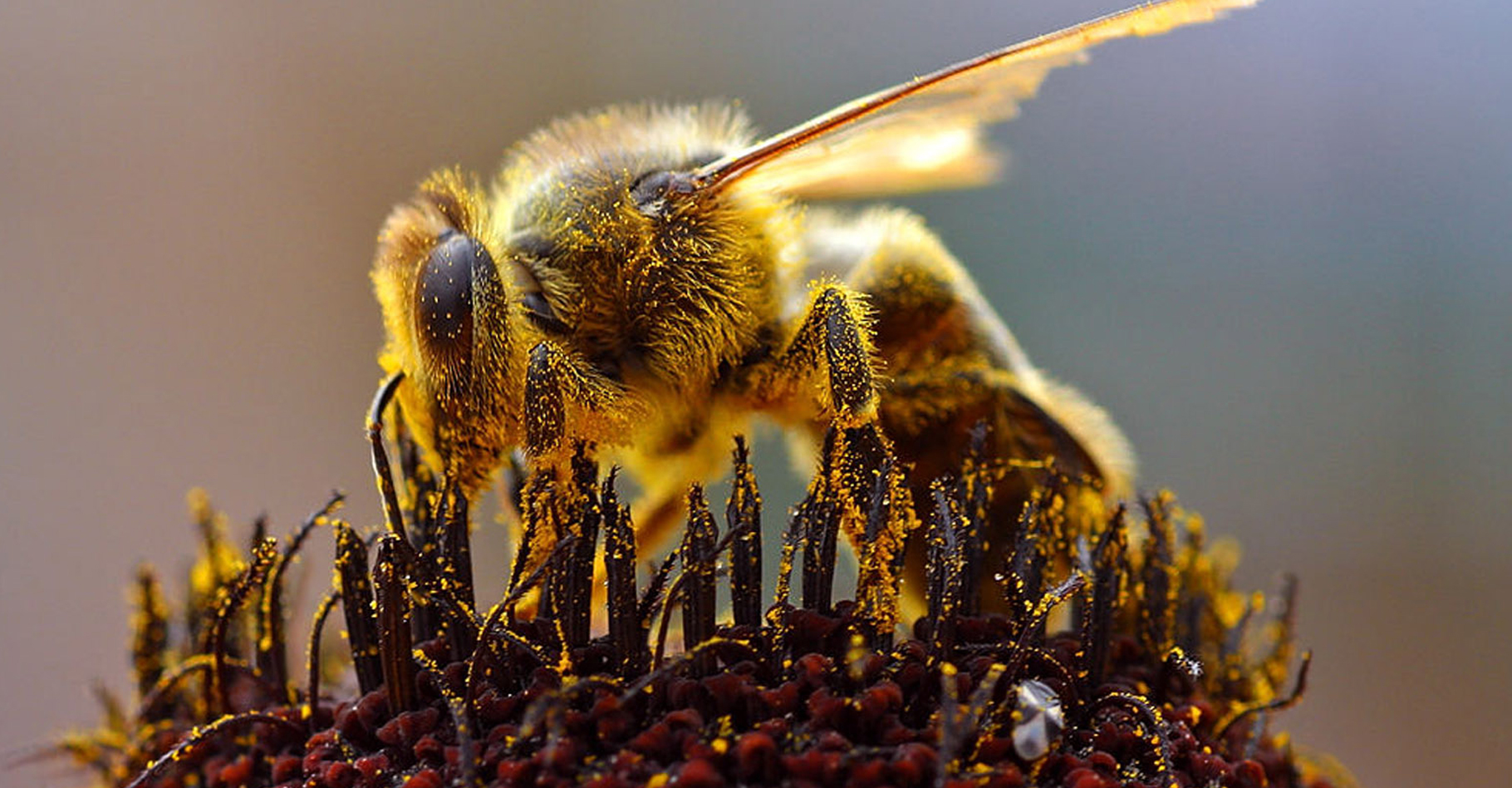 Une abeille récoltant du pollen. © Jon Sullivan, DP