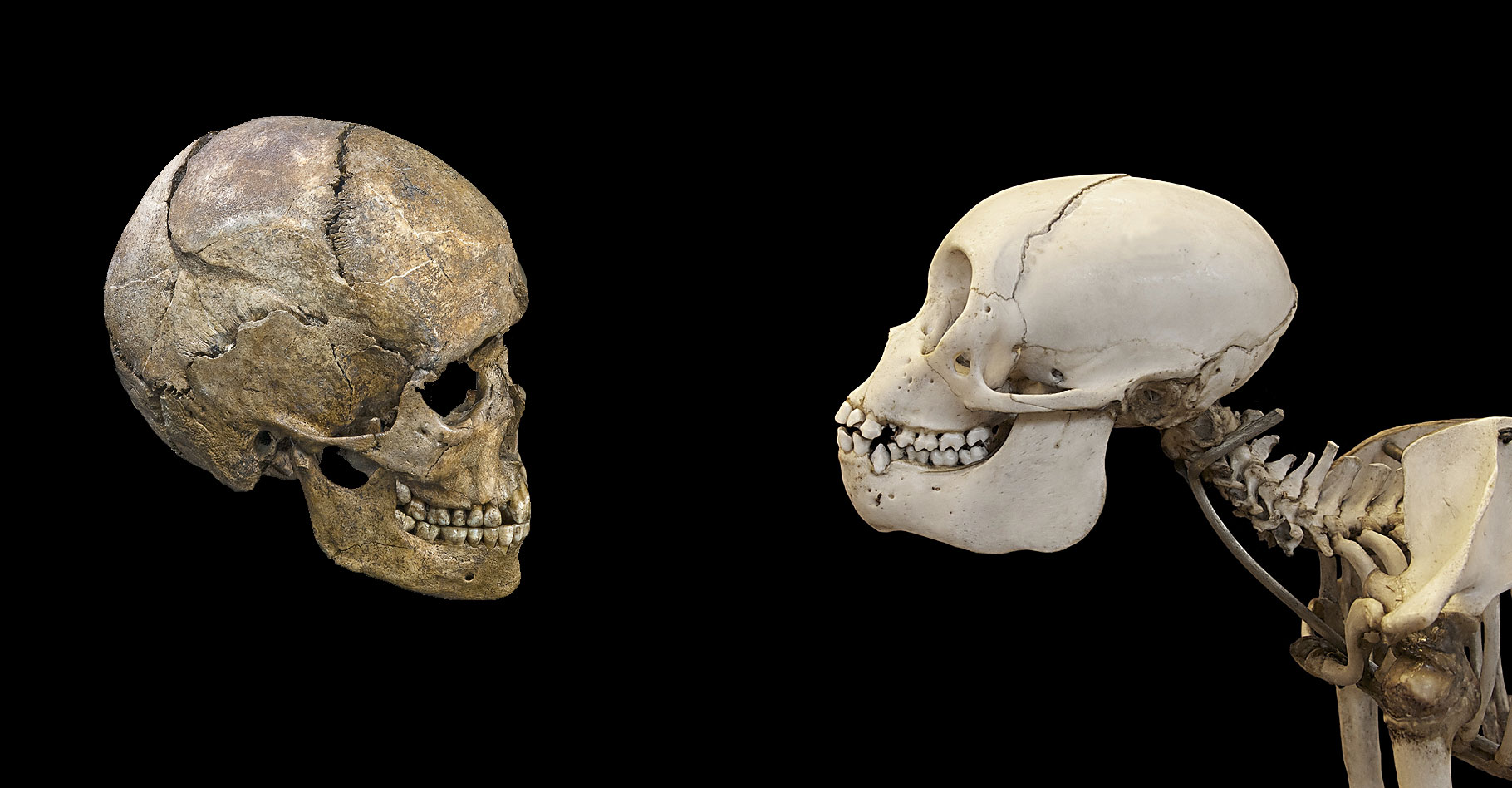 Têtes d'Homme et de singe : comparons le crâne, le cerveau, le larynx, les dents…