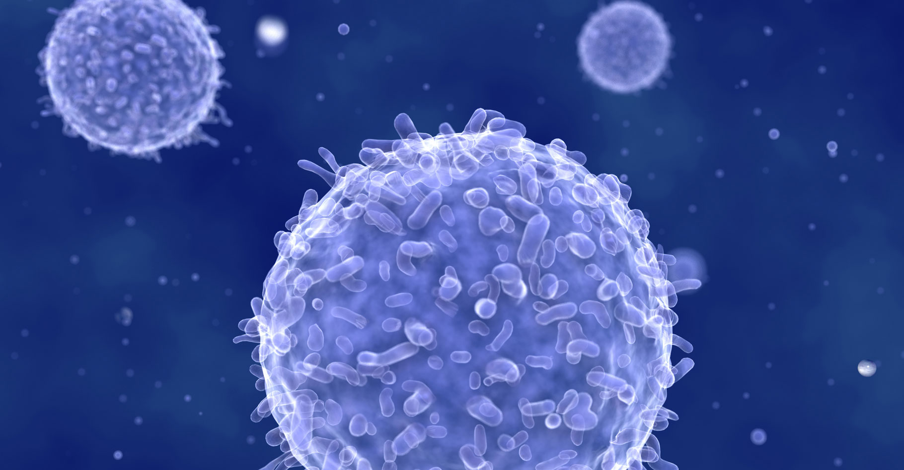 Les lymphocytes, cellules effectrices de la réaction immunitaire