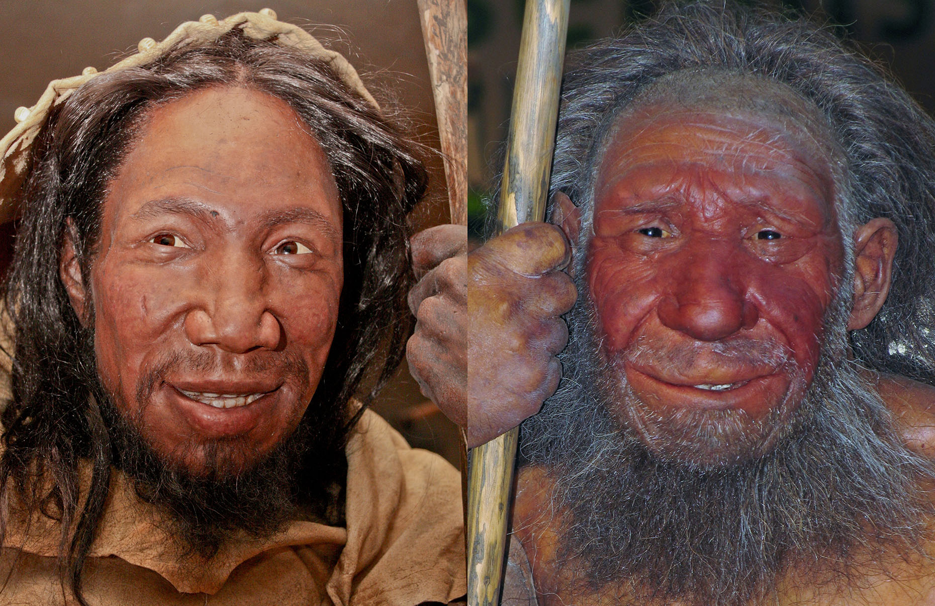 Représentation des visages de l’Homo sapiens (à gauche) et de l’Homo neanderthalensis (à droite). ©&nbsp;Daniela Hitzemann et&nbsp;Stefan Scheer, Creative Commons 4.0