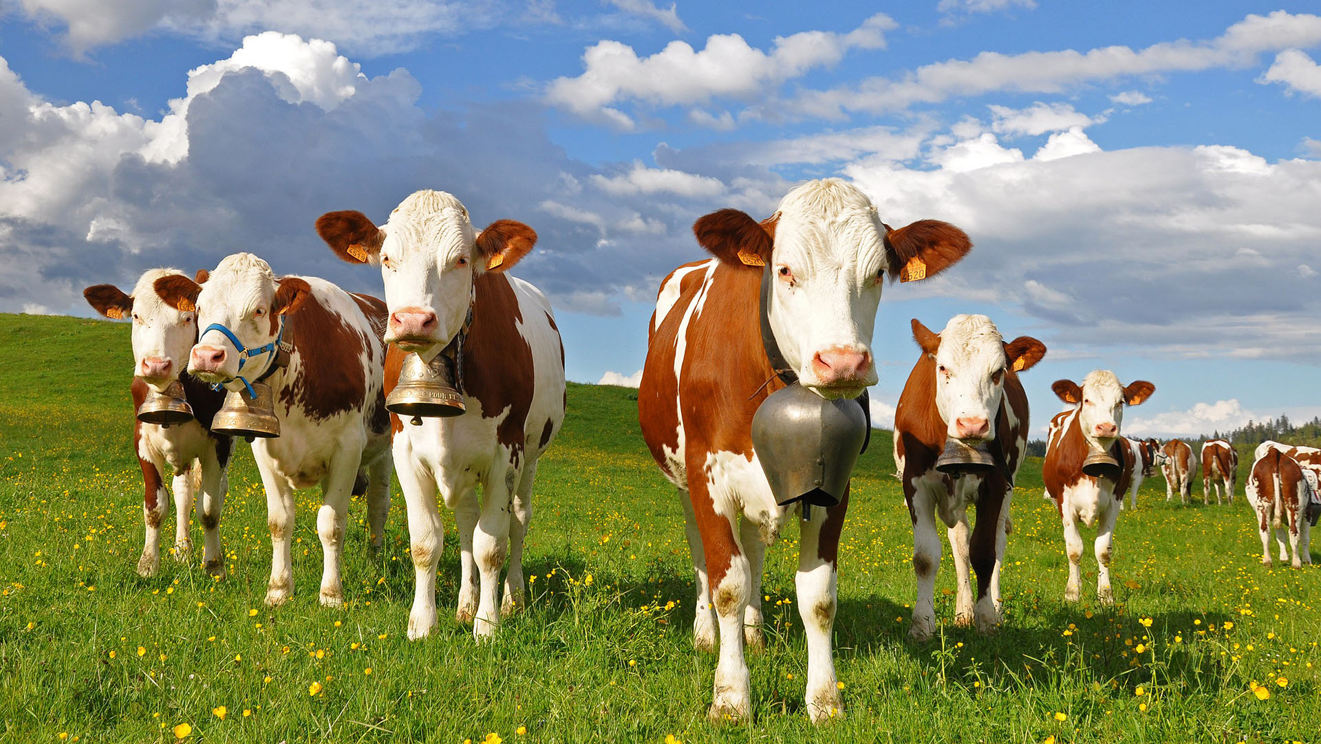 Vaches de race montbéliarde. © PoncetdesPontets, Wikimedia commons, CC by-nc 4.0