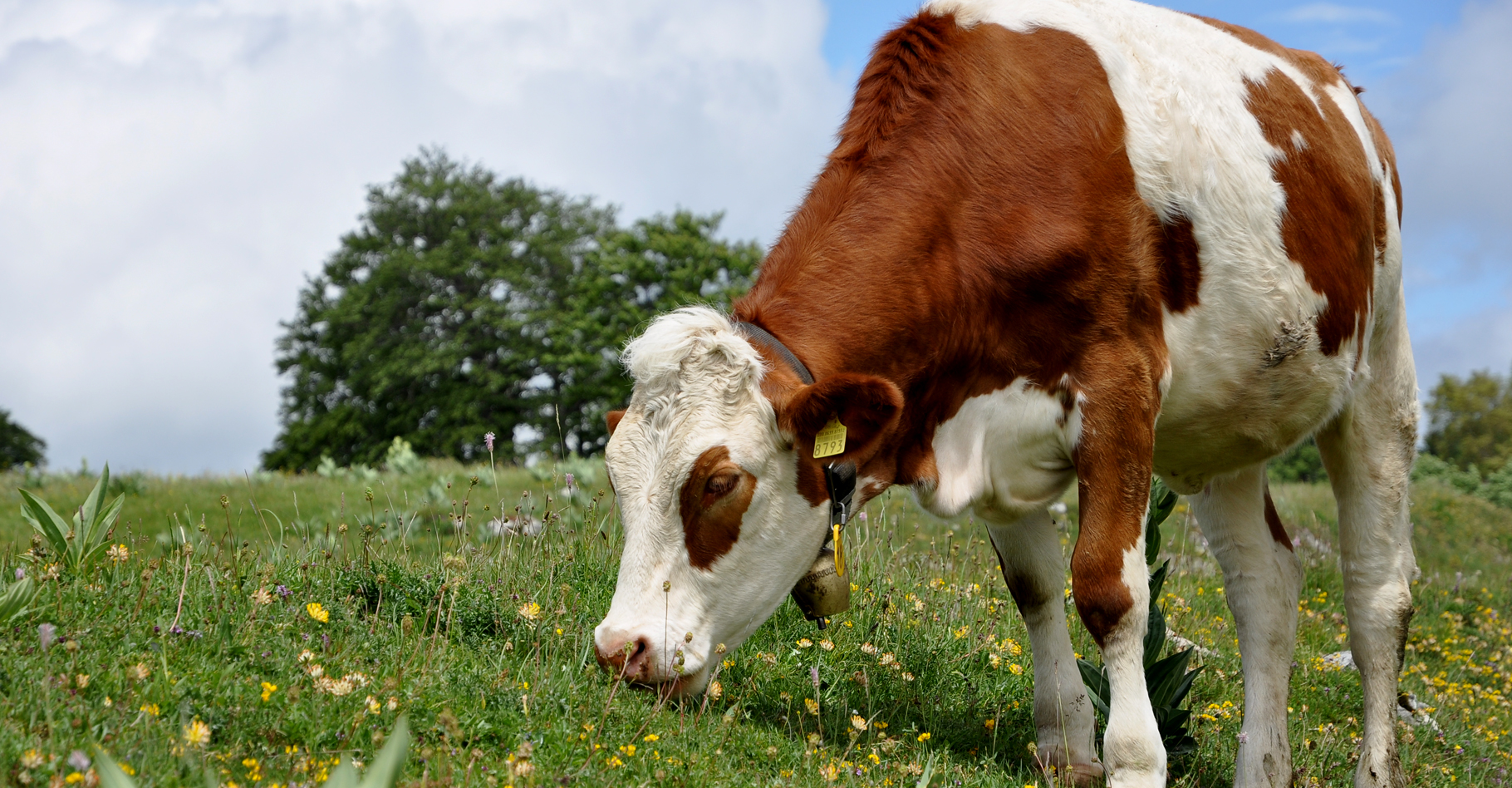 Vache de race Montbéliarde. © Sylvain Citerne - CC BY-NC 2.0