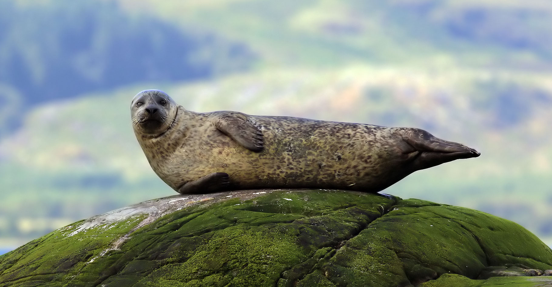 Le Hourdel abrite la plus importante colonie de phoques veaux marins en France. © Charlesjsharp, Wikipedia, CC by-sa 4.0