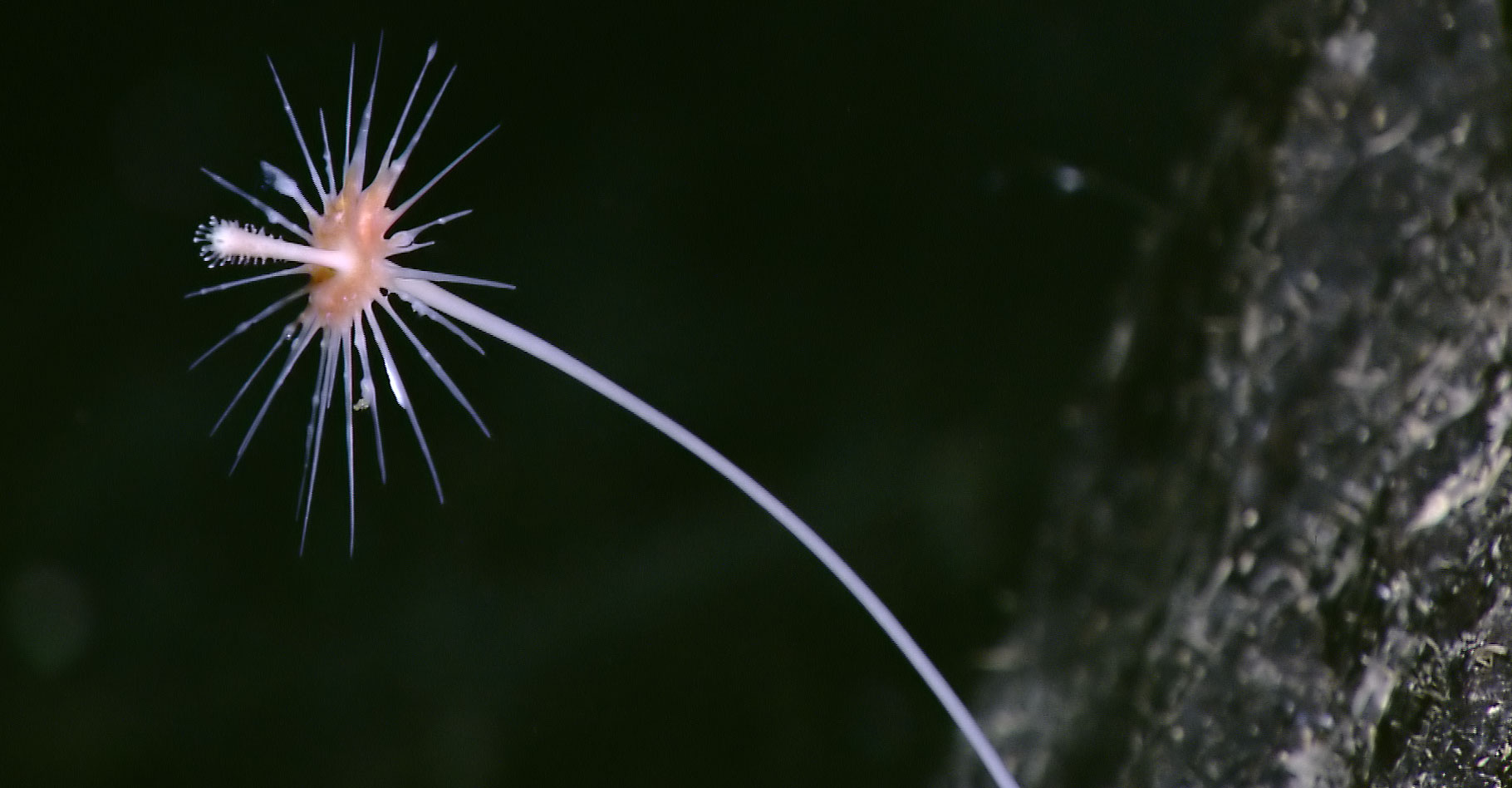 L'éponge carnivore piège sa proie pour la dévorer. © NOAA Okeanos Explorer Program, INDEX-SATAL - Domaine public 