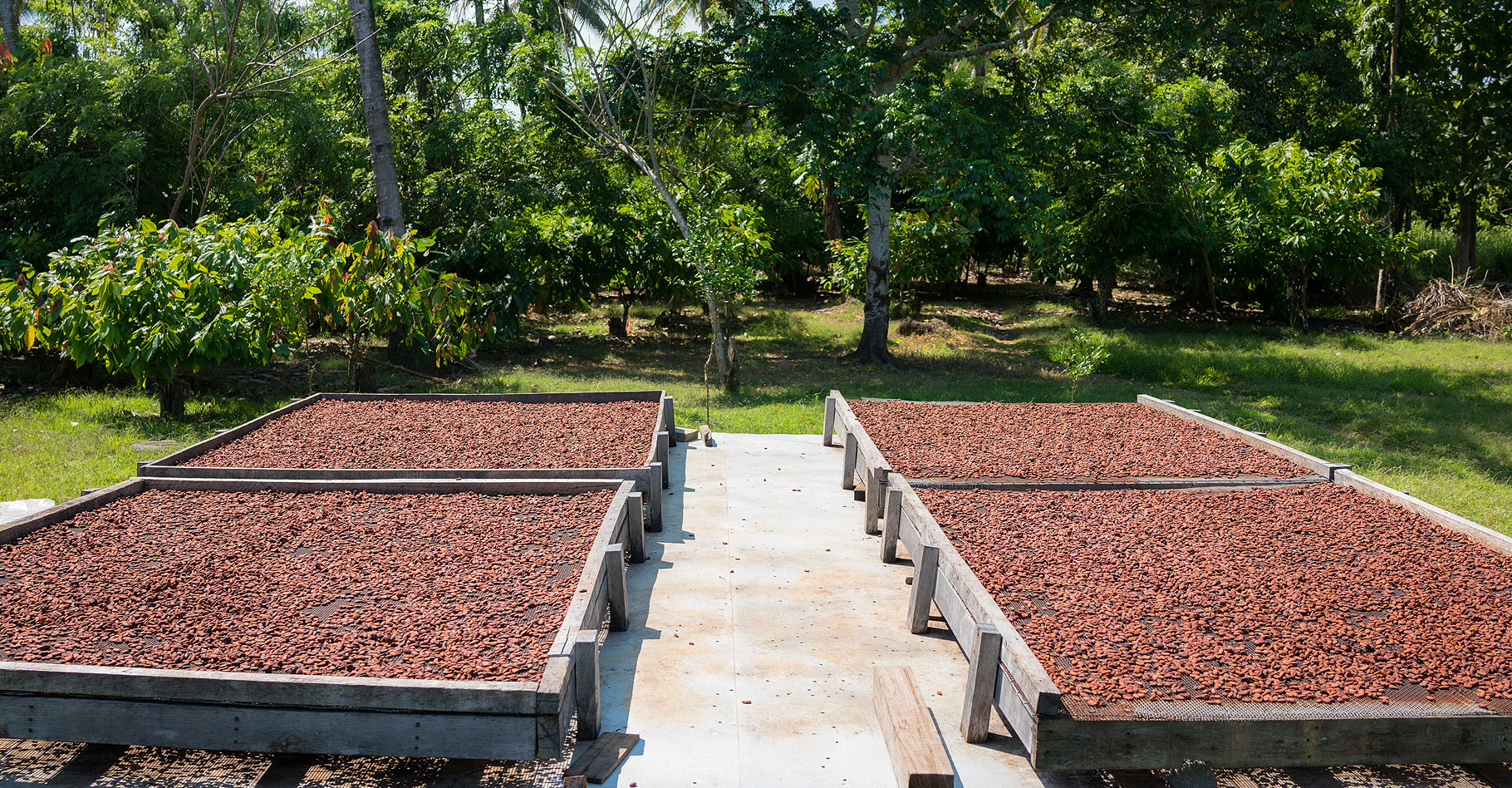 La transformation du cacao et ses étapes : écabossage, fermentation et concassage