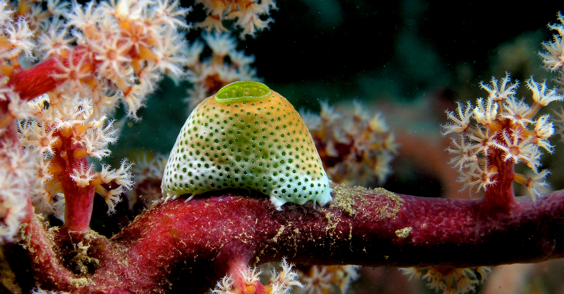 Atriolum robustum (Ascidie) sur un arbre souple&nbsp;constitué d'un ou plusieurs coraux. © Nick Hobgood - CC BY-NC 3.0